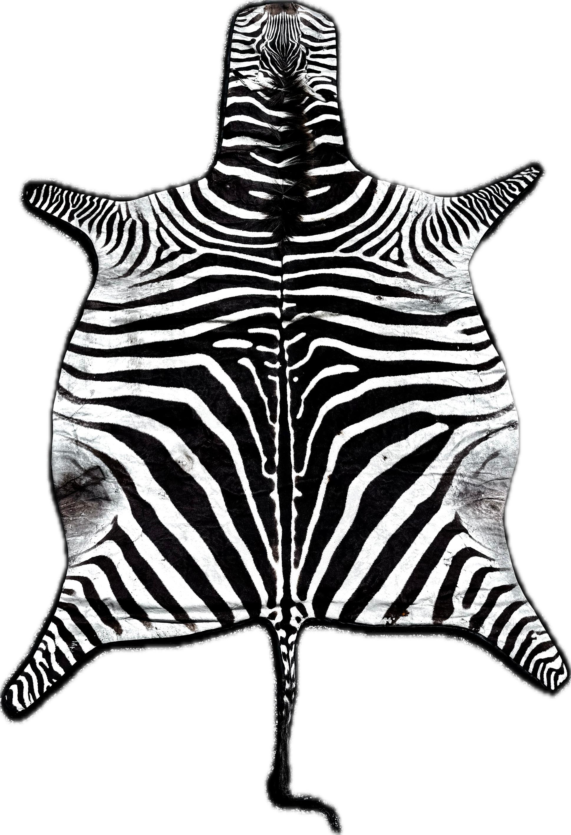 Vintage African Zebra Hide Rug In Good Condition For Sale In Bradenton, FL