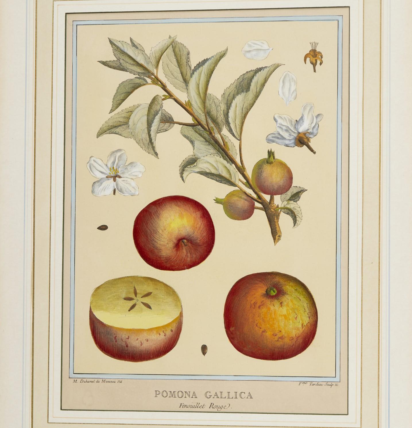 After Henri-Louis Duhamel du Monceau (French, 1700-1782), 6 hand- colored prints, likely 20th c. reproductions. From the botany book titled 