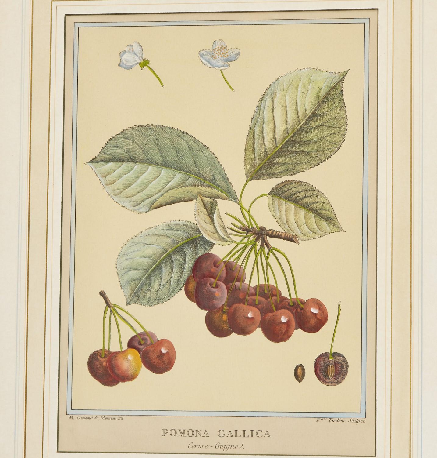Louis XVI Vintage, After Duhamel du Monceau, (6) Hand-Colored Prints of Fruits and Berries