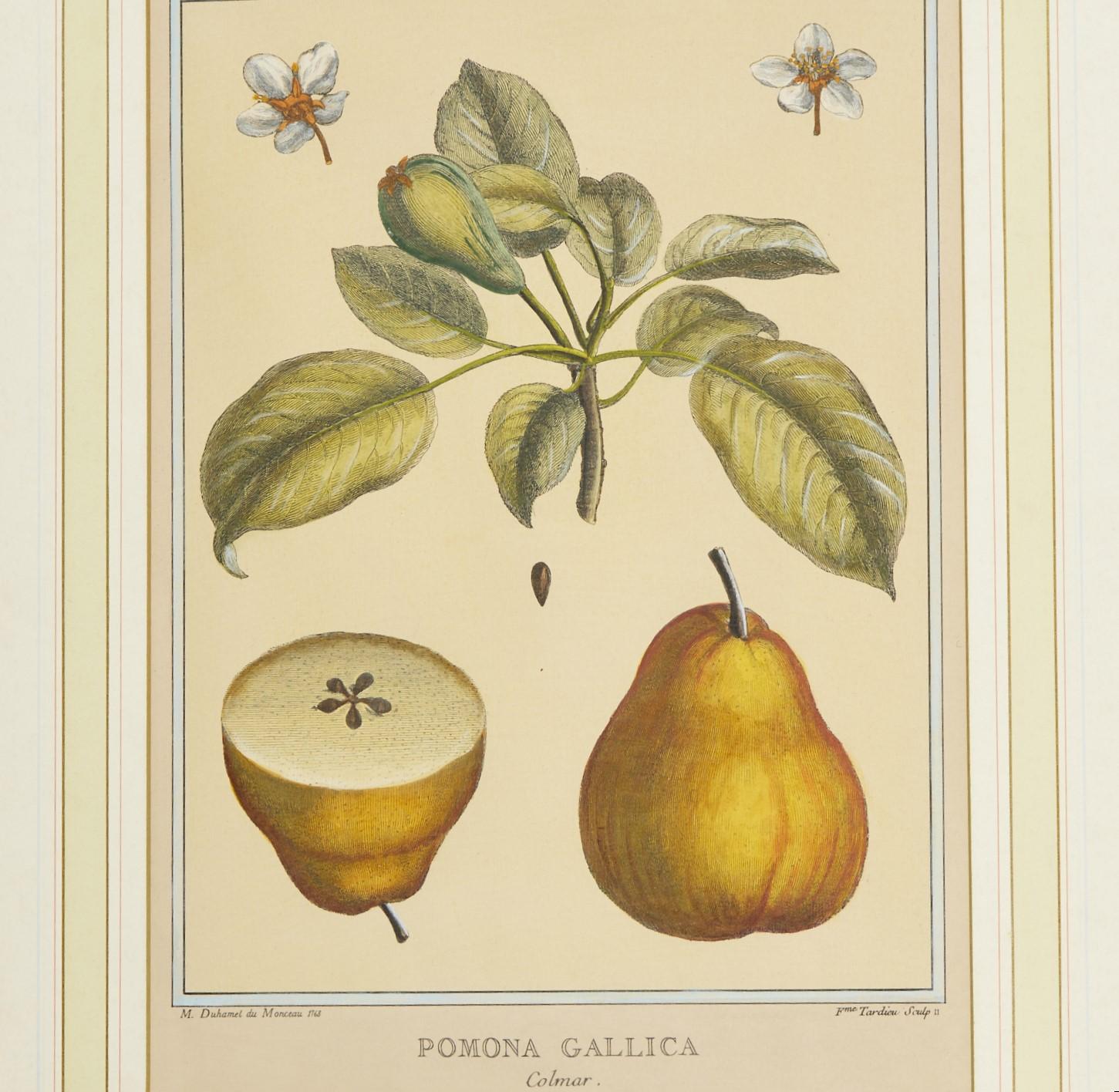 French Vintage, After Duhamel du Monceau, (6) Hand-Colored Prints of Fruits and Berries