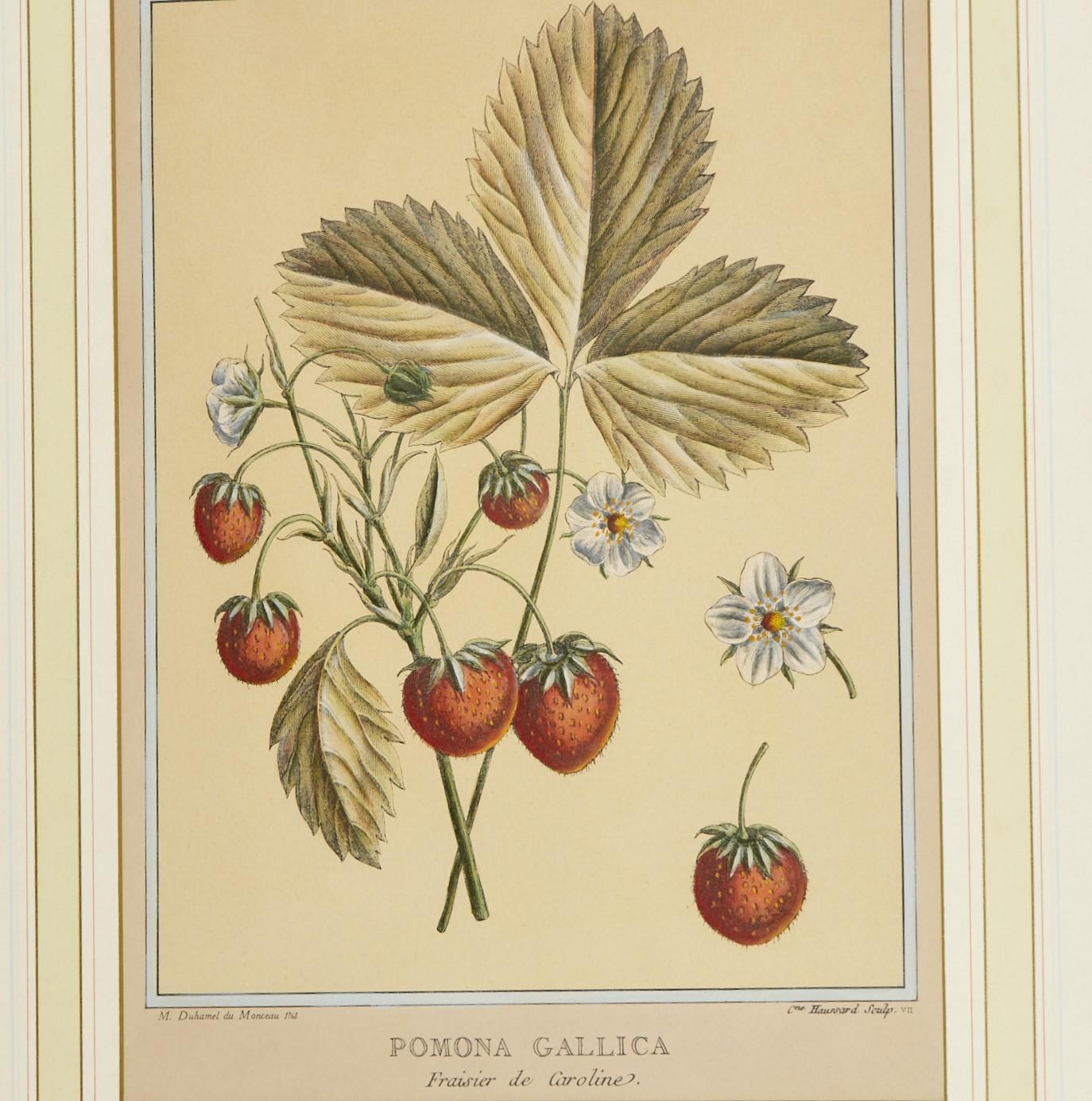 Hand-Painted Vintage, After Duhamel du Monceau, (6) Hand-Colored Prints of Fruits and Berries