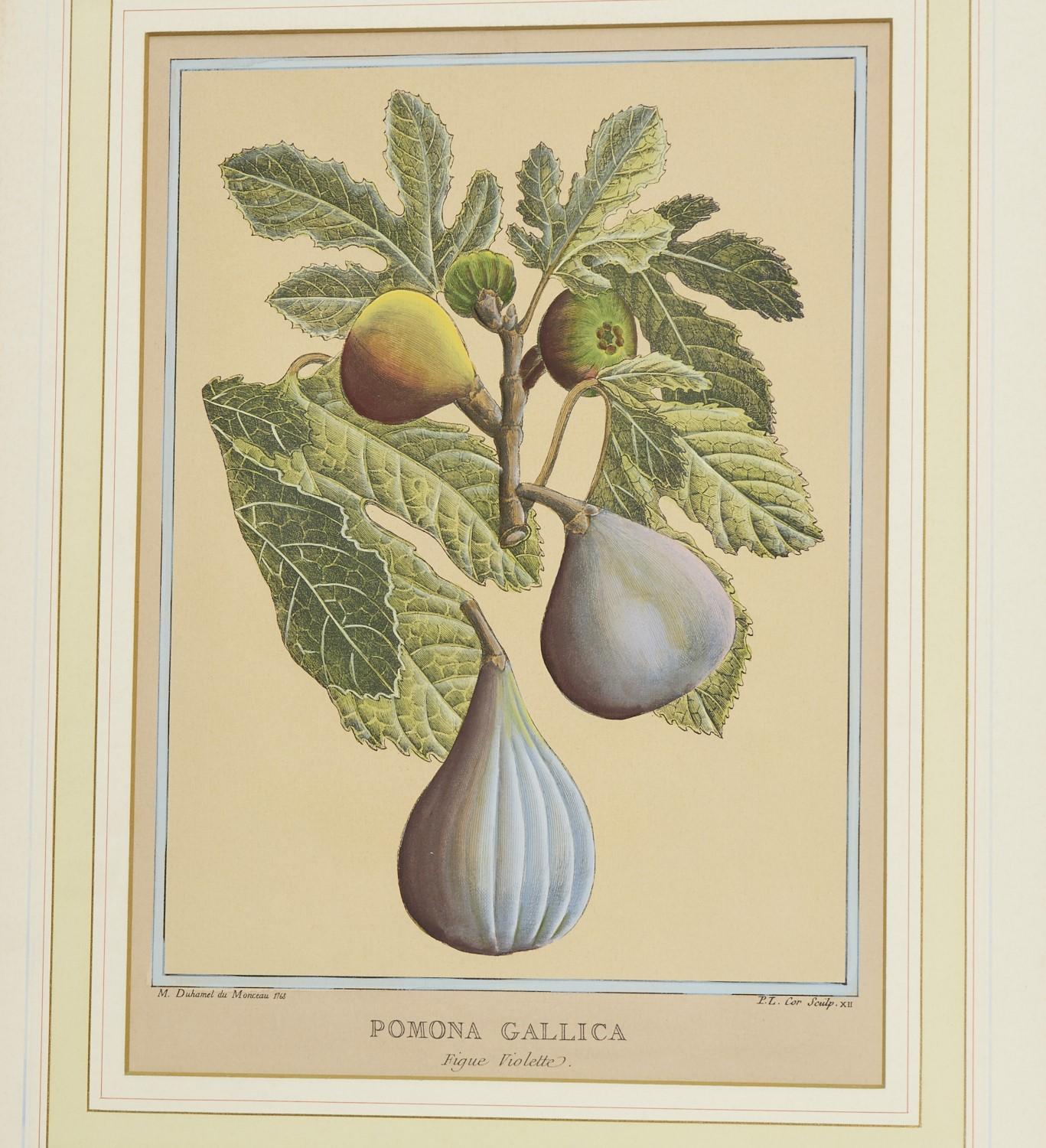 Vintage, After Duhamel du Monceau, (6) Hand-Colored Prints of Fruits and Berries In Good Condition In Morristown, NJ