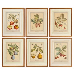 Retro, After Duhamel du Monceau, (6) Hand-Colored Prints of Fruits and Berries