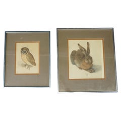 Vintage Albrecht Dürer Museum Reproductions Young Hare & Screech Owl Prints