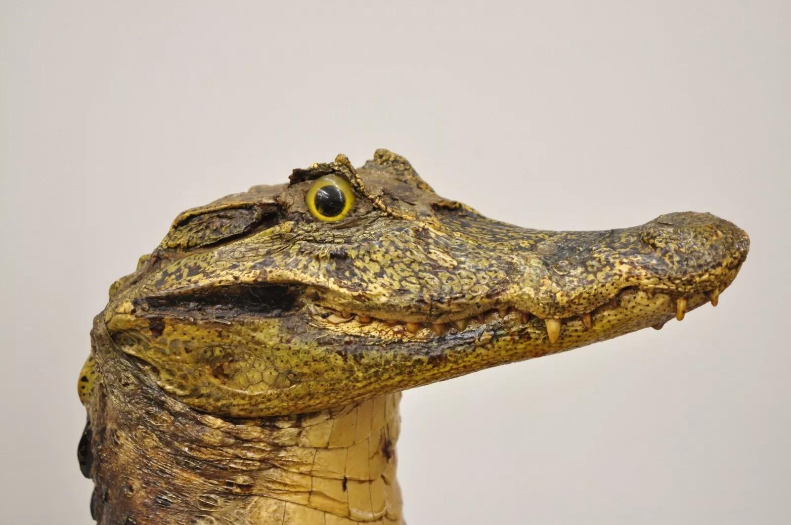 Vintage Alligator Kellner Stehend Ganzkörper Montage Taxidermie Aschenbecher Stand (Unbekannt) im Angebot