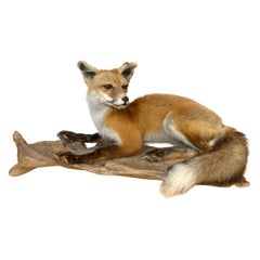 Vintage American Red Fox Taxidermy Mount on Cypress Root, circa 1960s