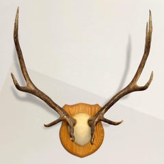 Vintage American Ten-Point Elk Trophy Mount
