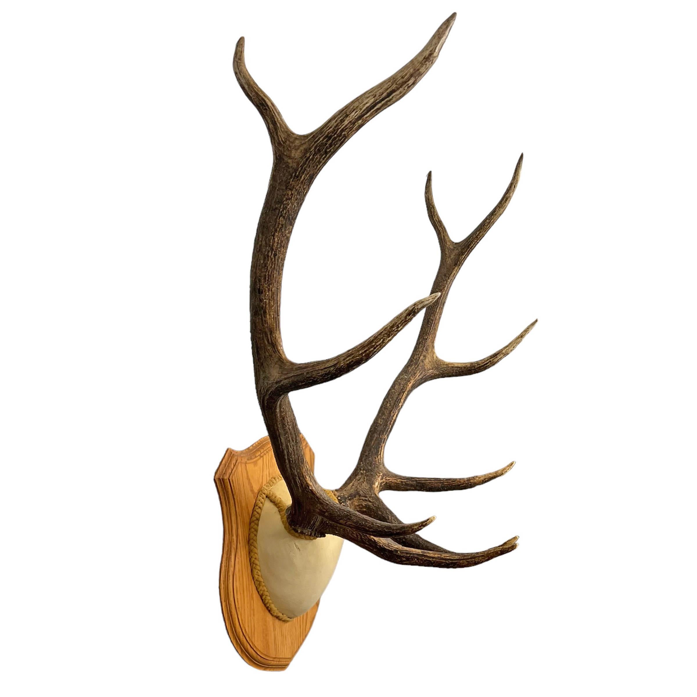 Vintage American Ten-Point Elk Trophy Mount In Good Condition For Sale In Chicago, IL