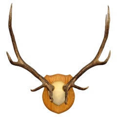 Antique American Ten-Point Elk Trophy Mount