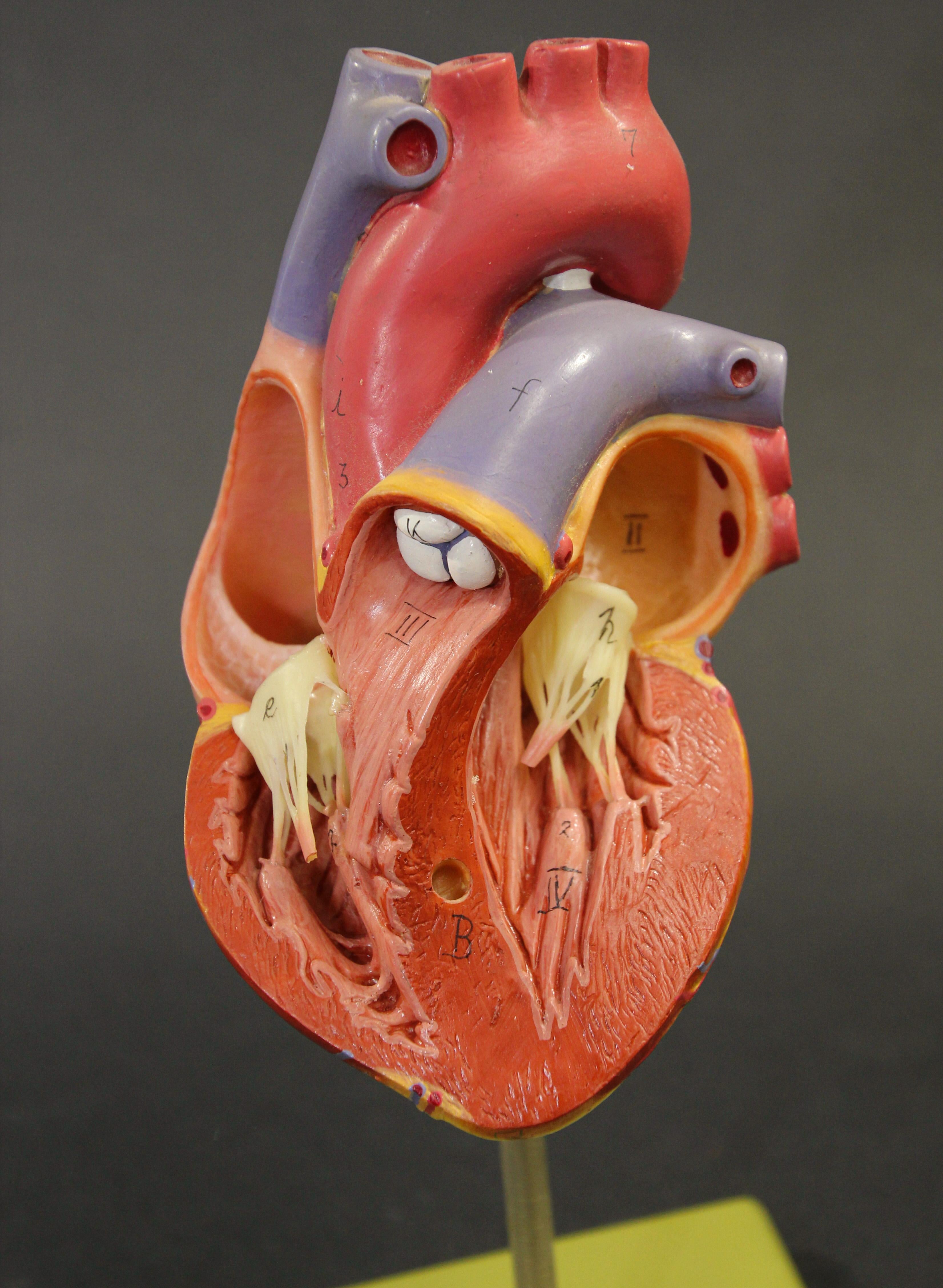 Plastic Vintage Anatomic Model of a Human Heart, West Germany, 1960