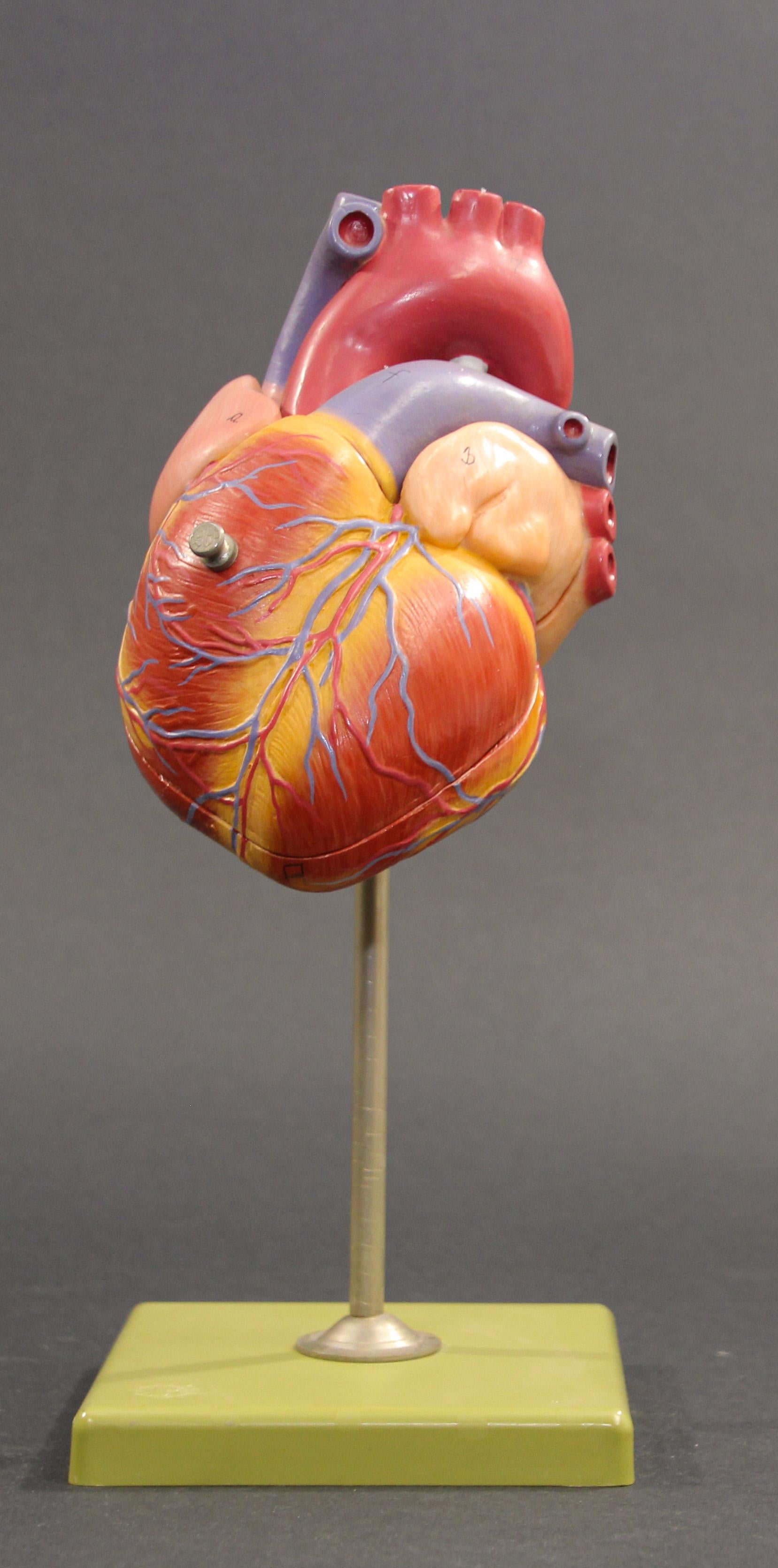 Vintage anatomical human heart model medical teaching tool on stand.
Anatomic model for teaching, depicting a human heart, made out of plastic resin hand painted, mounted over a green square base.
Scientific heart and diaphragm model, comes in 2