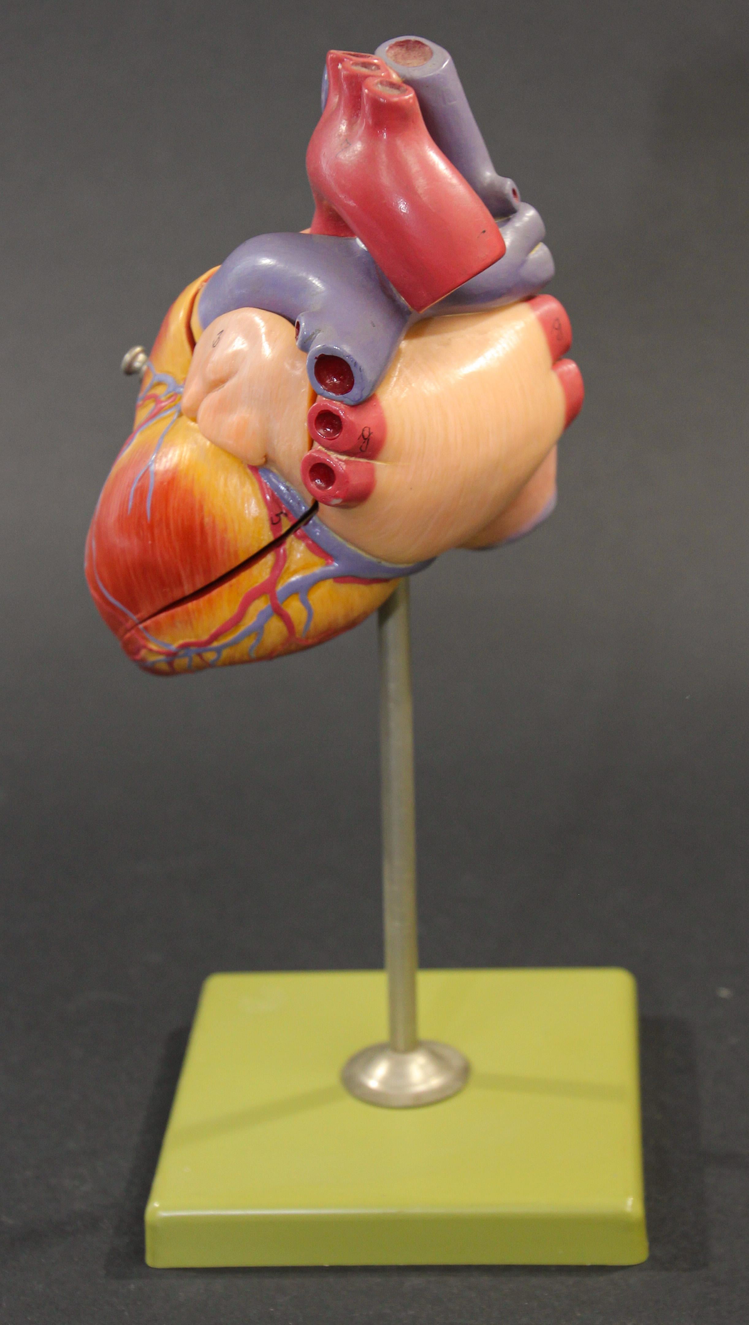 heart anatomy foldable