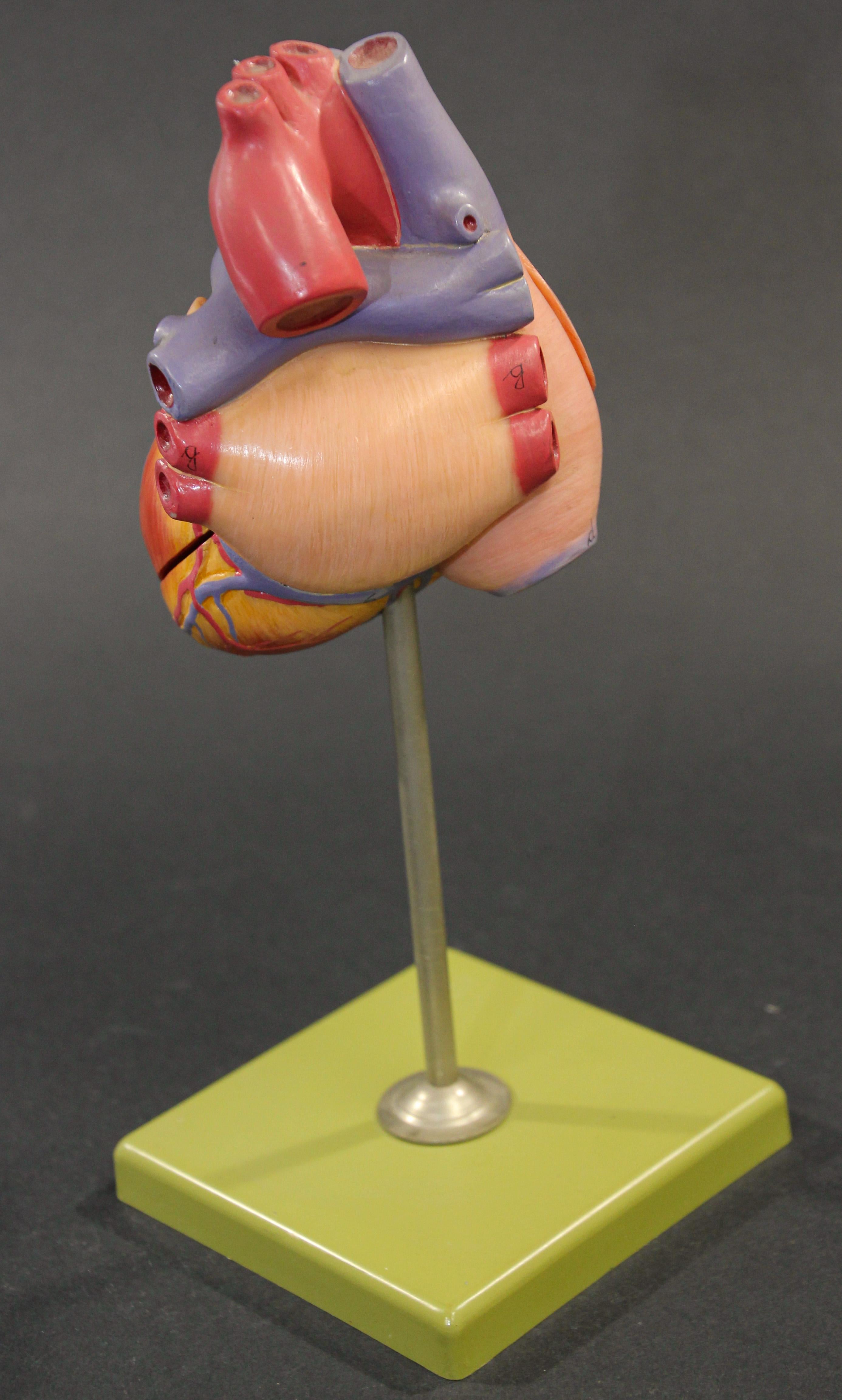 human heart model