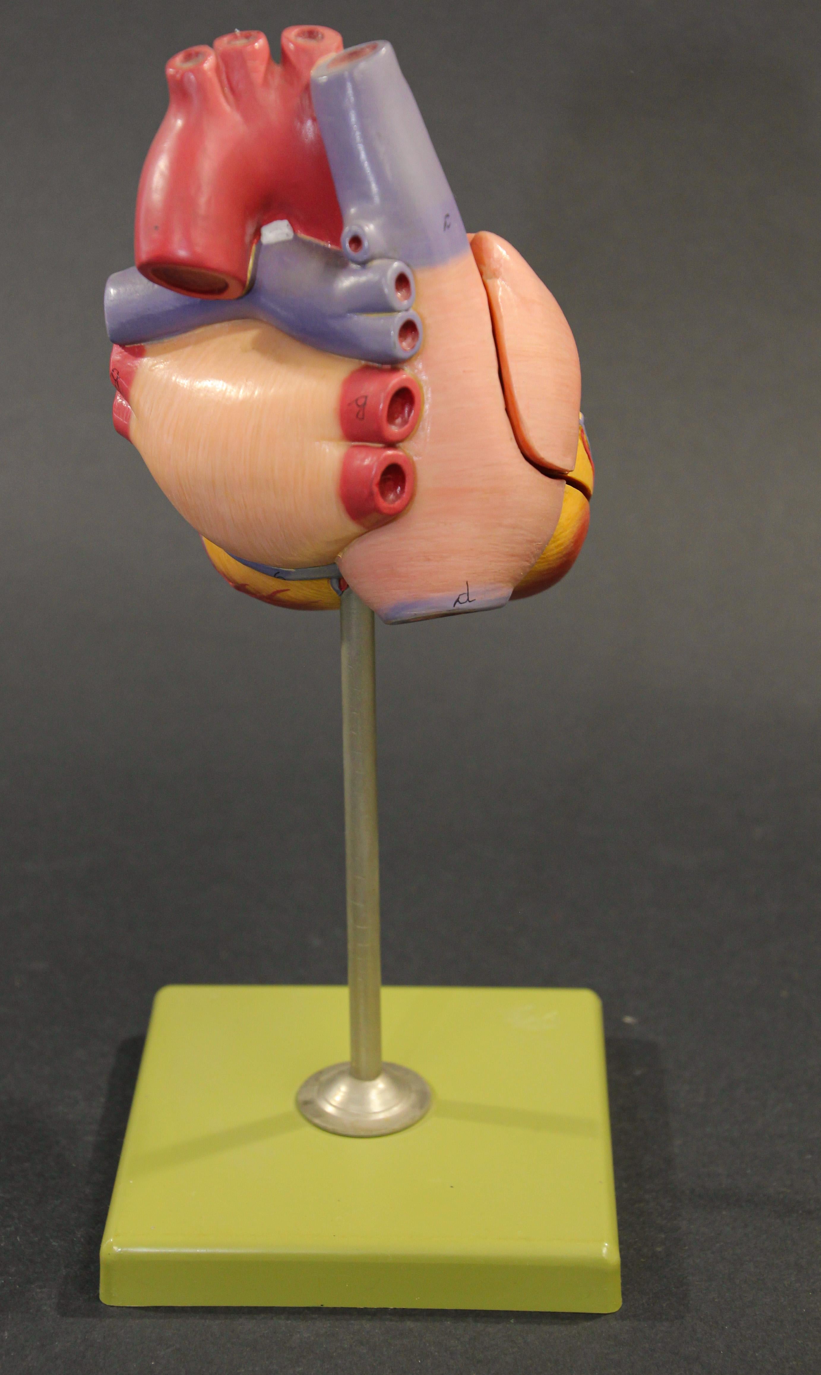 Organic Modern Vintage Anatomic Model of a Human Heart, West Germany, 1960