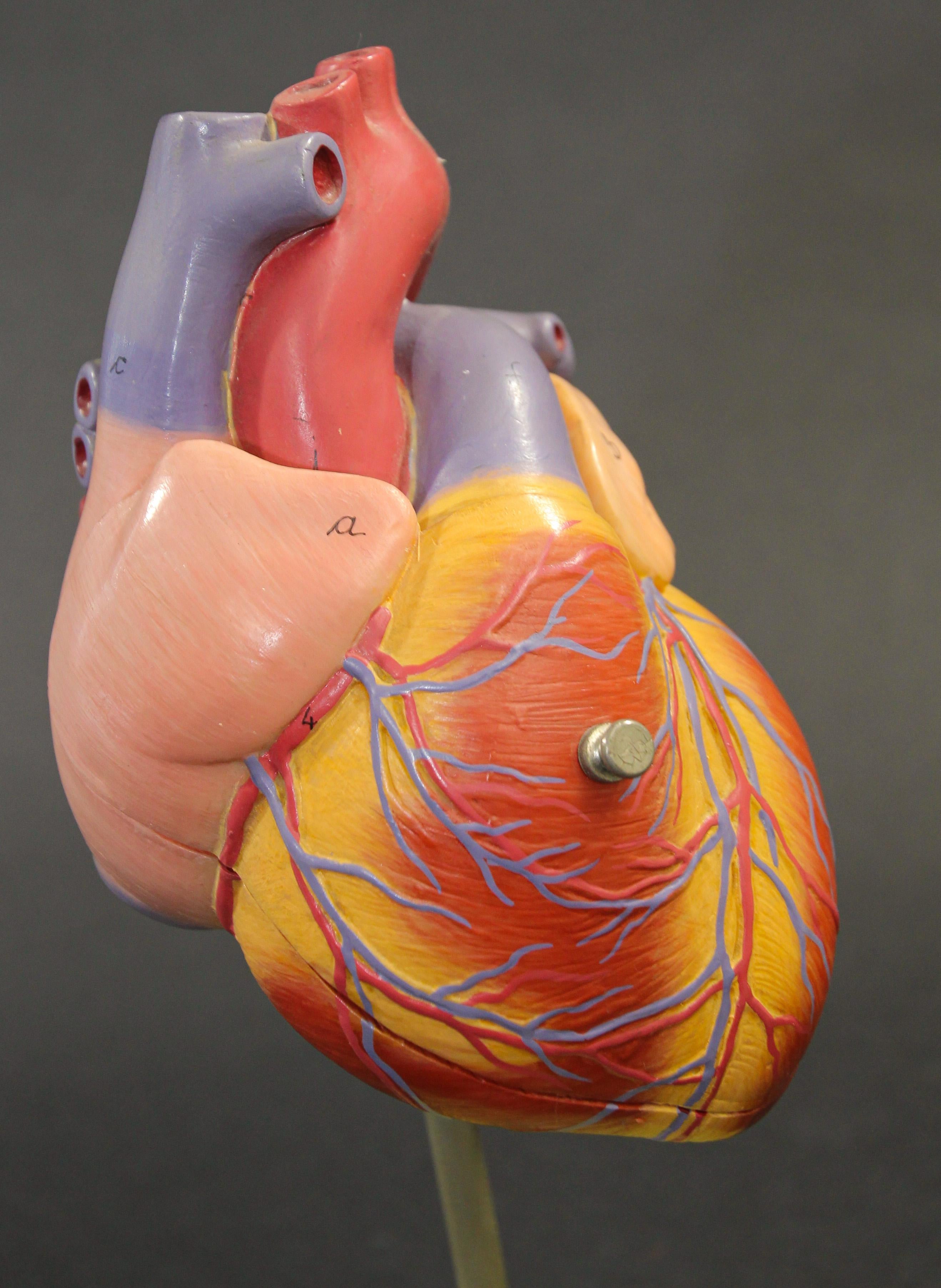 Hand-Crafted Vintage Anatomic Model of a Human Heart, West Germany, 1960