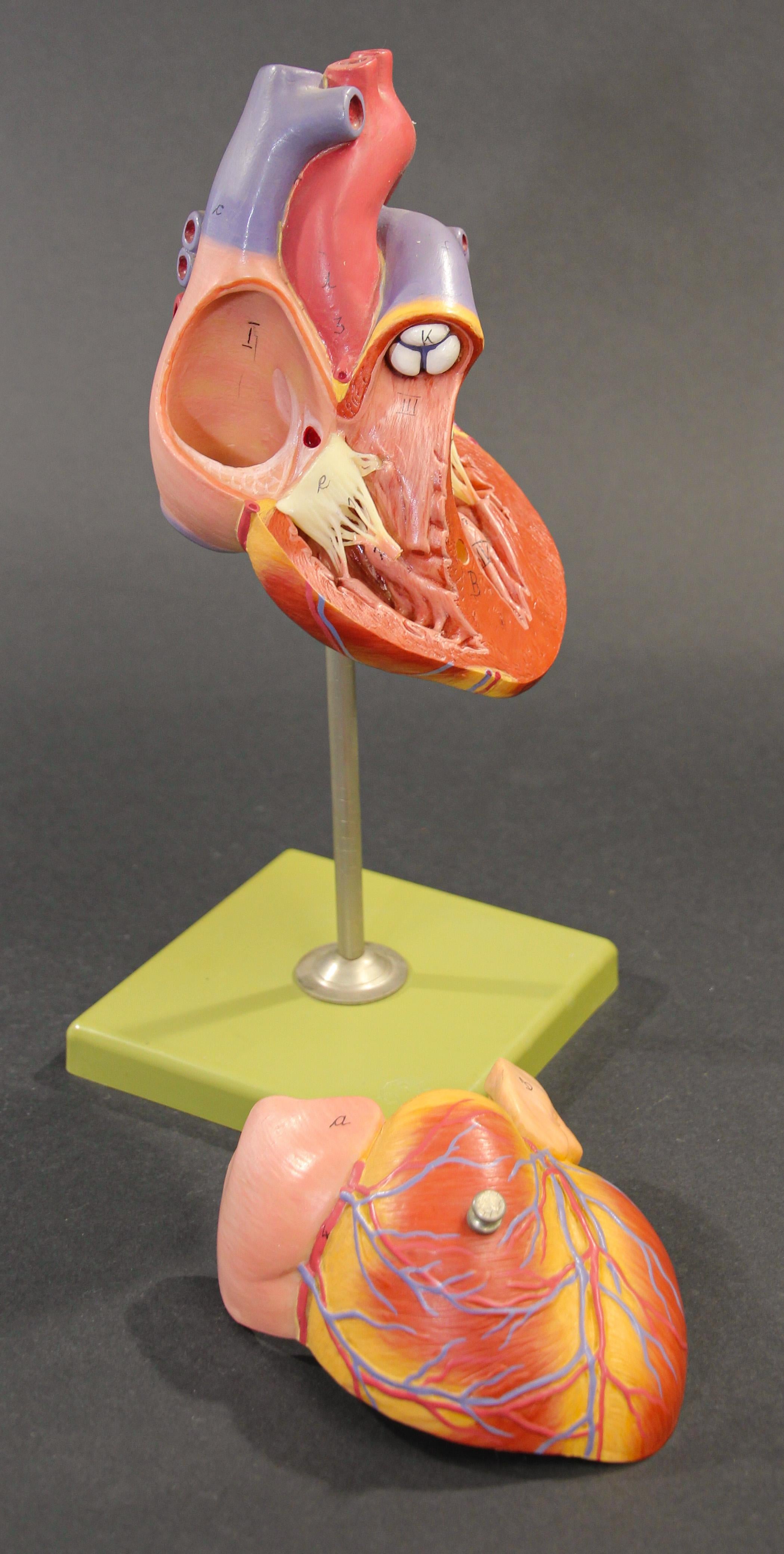 Vintage Anatomic Model of a Human Heart, West Germany, 1960 In Good Condition In North Hollywood, CA