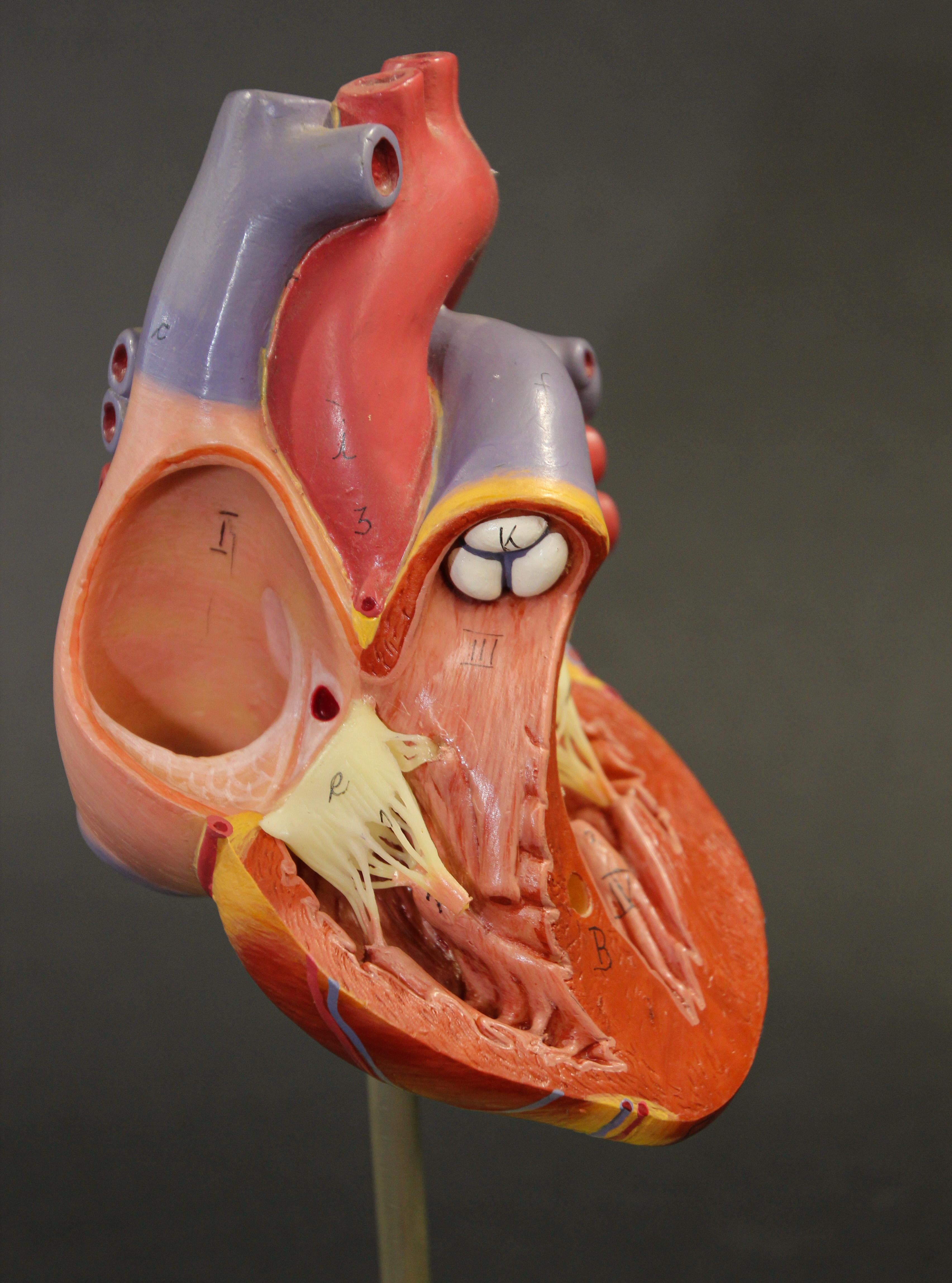 20th Century Vintage Anatomic Model of a Human Heart, West Germany, 1960