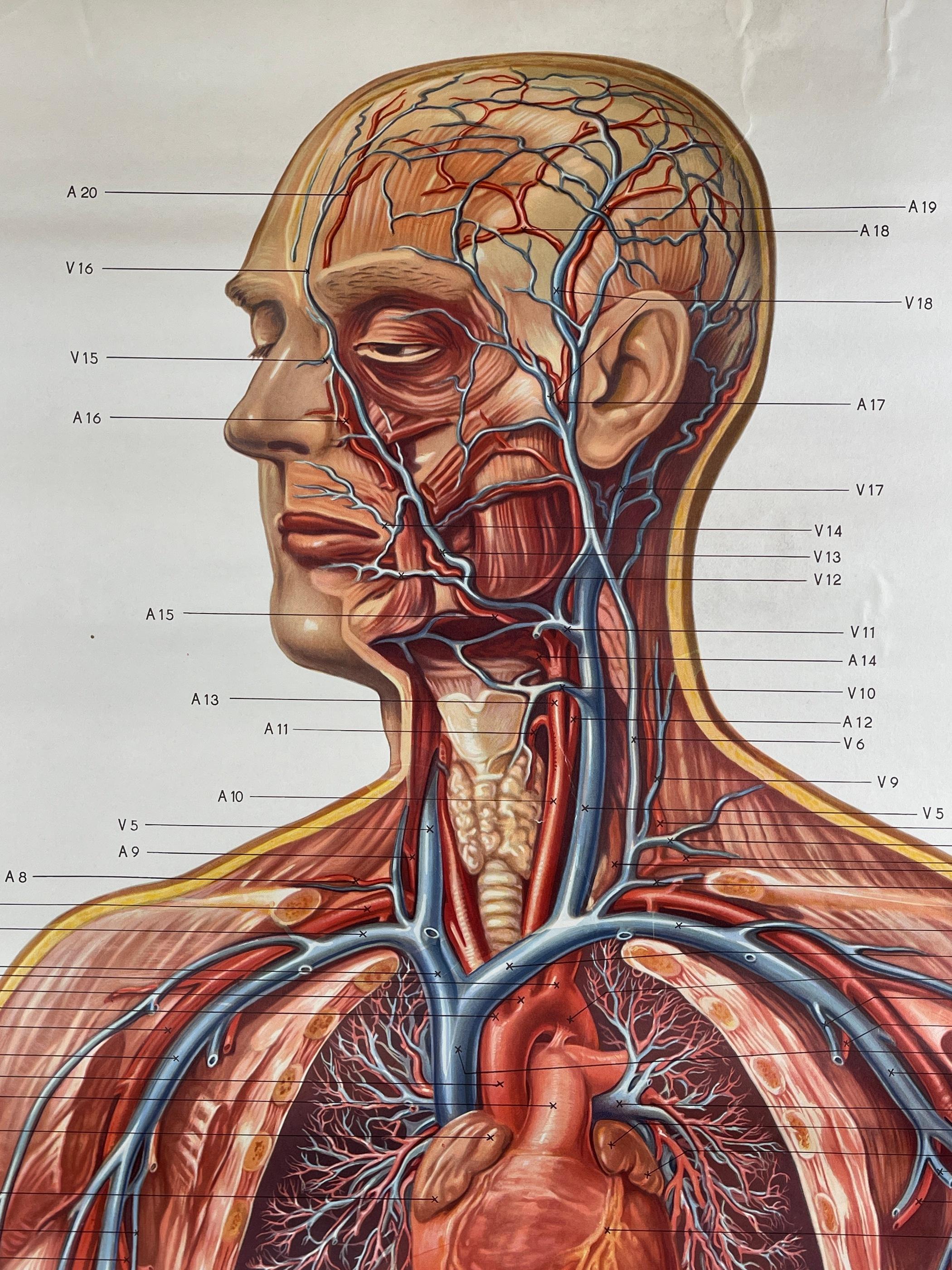 Vintage anatomic school poster The Blood System East Germany 1970s For Sale 5