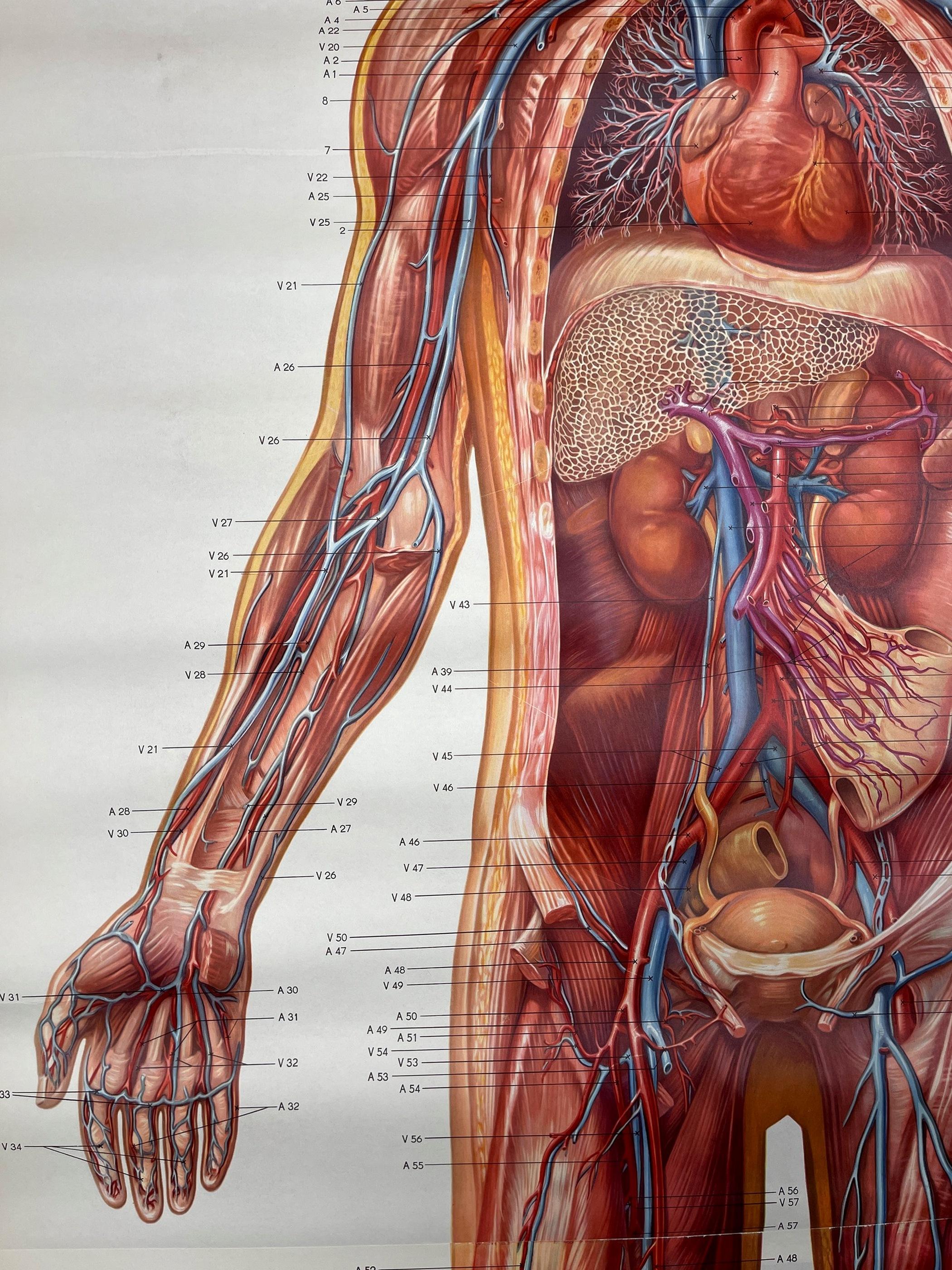 20th Century Vintage anatomic school poster The Blood System East Germany 1970s For Sale