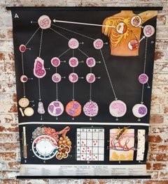 Vintage Anatomical Blood Cell Wall Chart