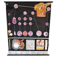 Vintage Anatomical Blood Cell Wall Chart