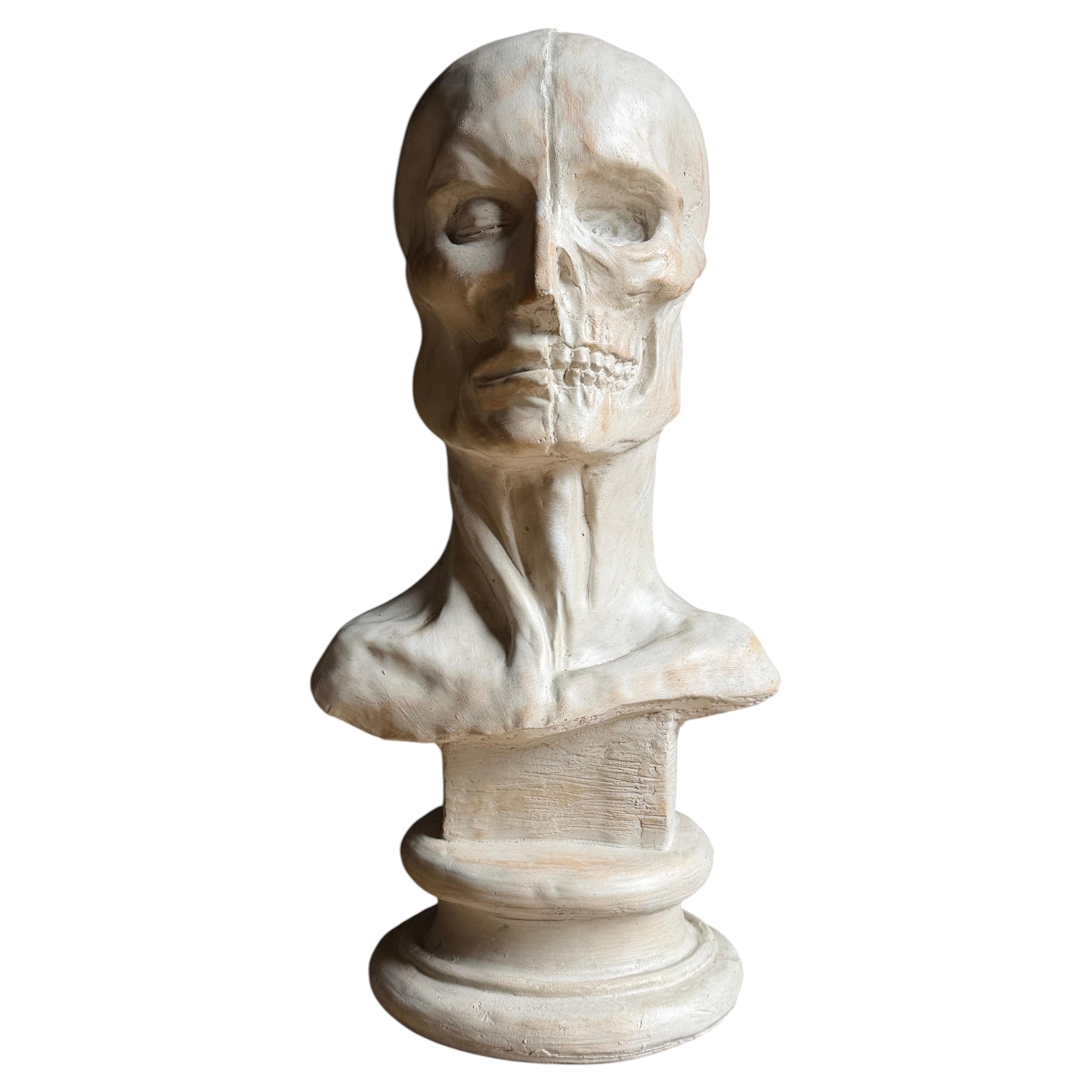 Modello anatomico vintage "écorché", busto su piedistallo, anni '70
