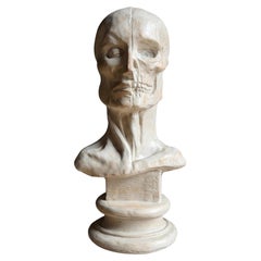 Vintage Anatomical Écorché Study Model, Bust on Pedestal 1970s