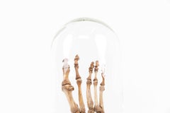 Vintage Anatomical Human Foot Skeleton Display Model Teaching Aid