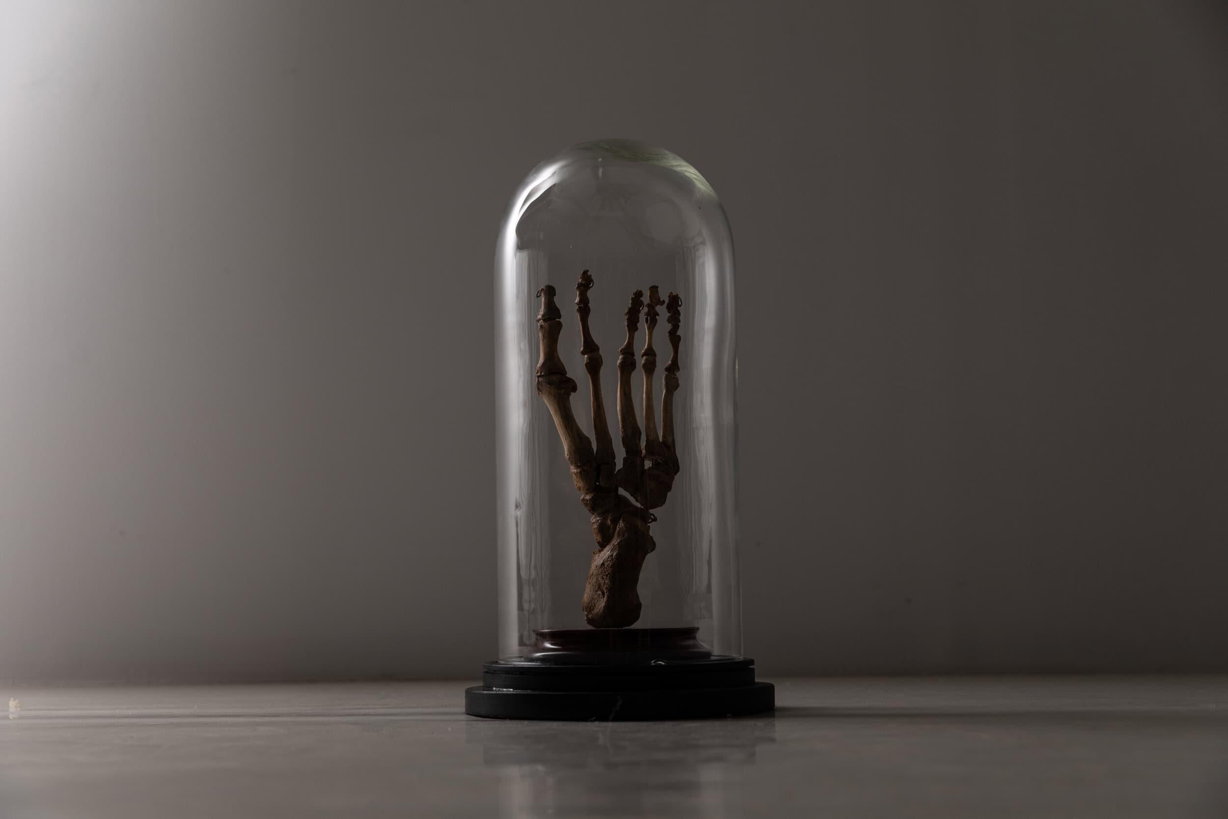 Mid-Century Modern Vintage Anatomical Human Foot Skeleton Display Model Teaching Aid