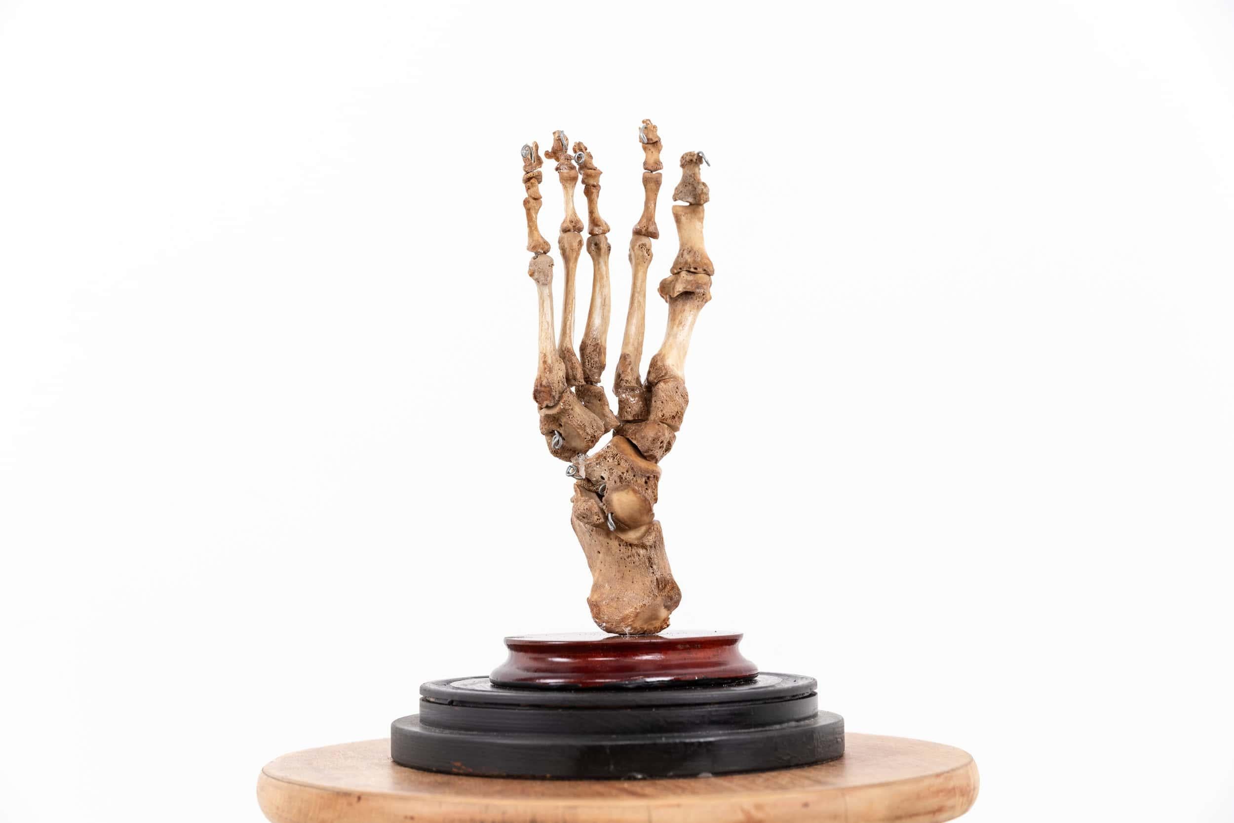 Mid-20th Century Vintage Anatomical Human Foot Skeleton Display Model Teaching Aid