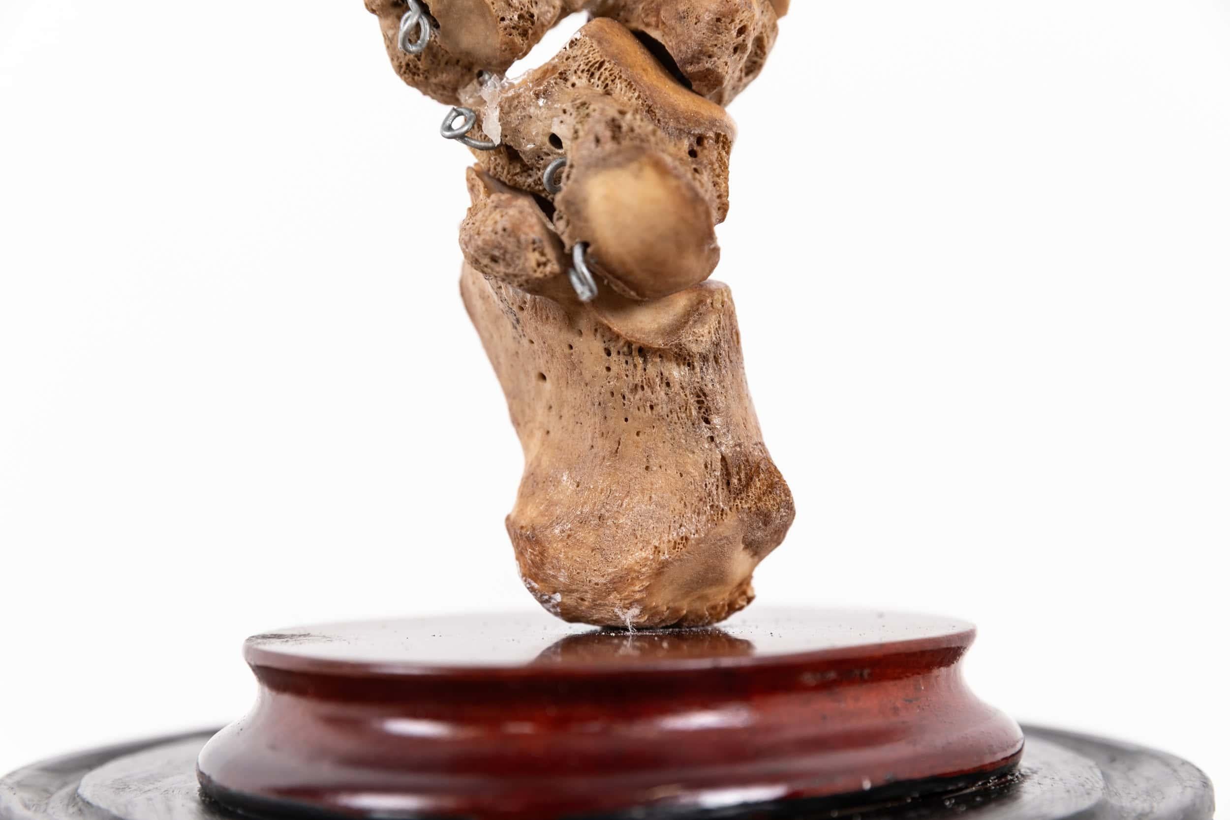 Bone Vintage Anatomical Human Foot Skeleton Display Model Teaching Aid