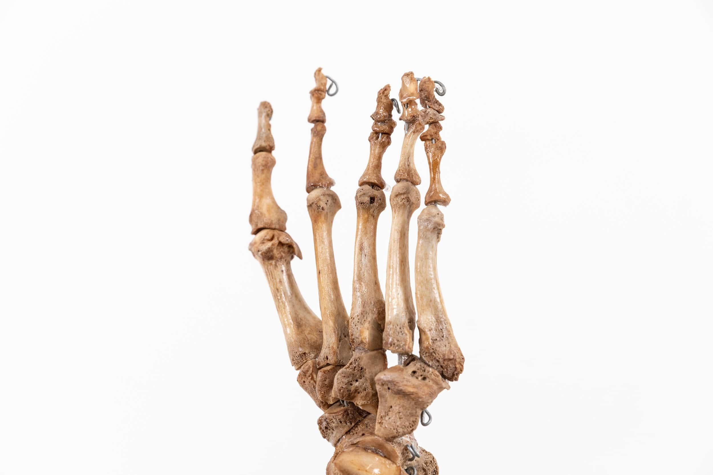 Vintage Anatomical Human Foot Skeleton Display Model Teaching Aid 1