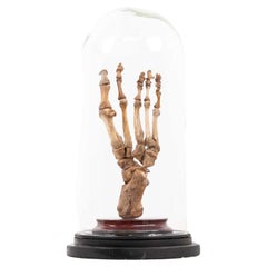 Vintage Anatomical Human Foot Skeleton Display Model Teaching Aid