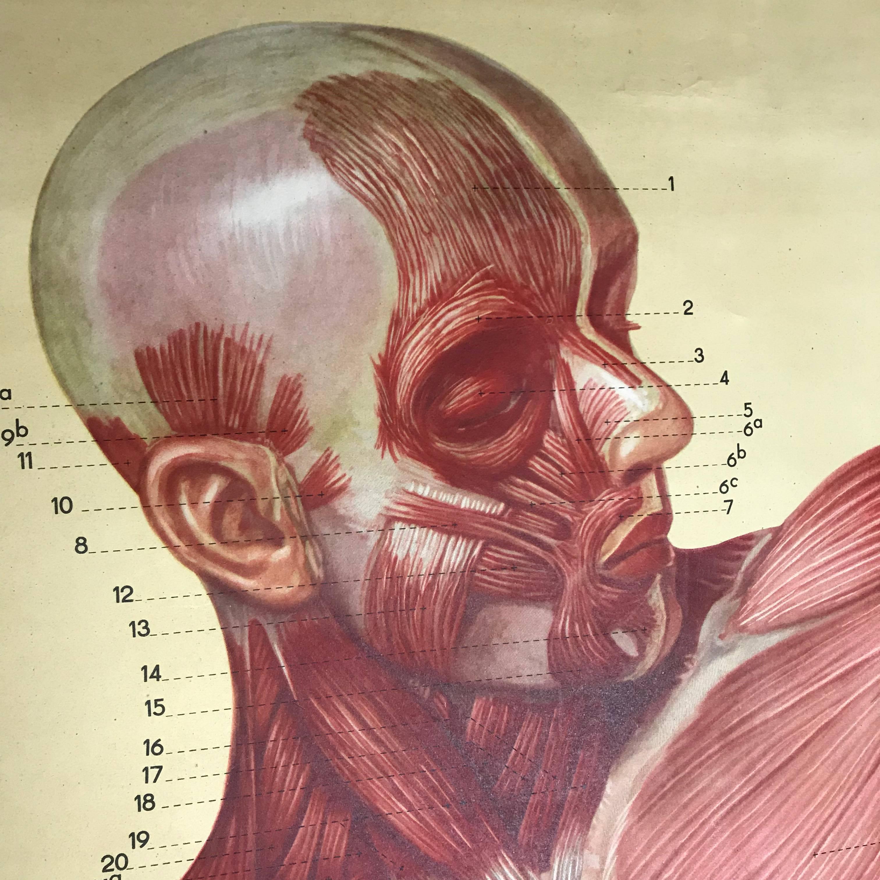 Vintage pull-down anatomical human chart, print of a painting for Tanck & Wegelin, Germany. The chart is part of the series: Naturalien und Lehrmittel Anatomie und Biologie, Hamburg. The chart is printed on paper and laminated on linen, it is in a