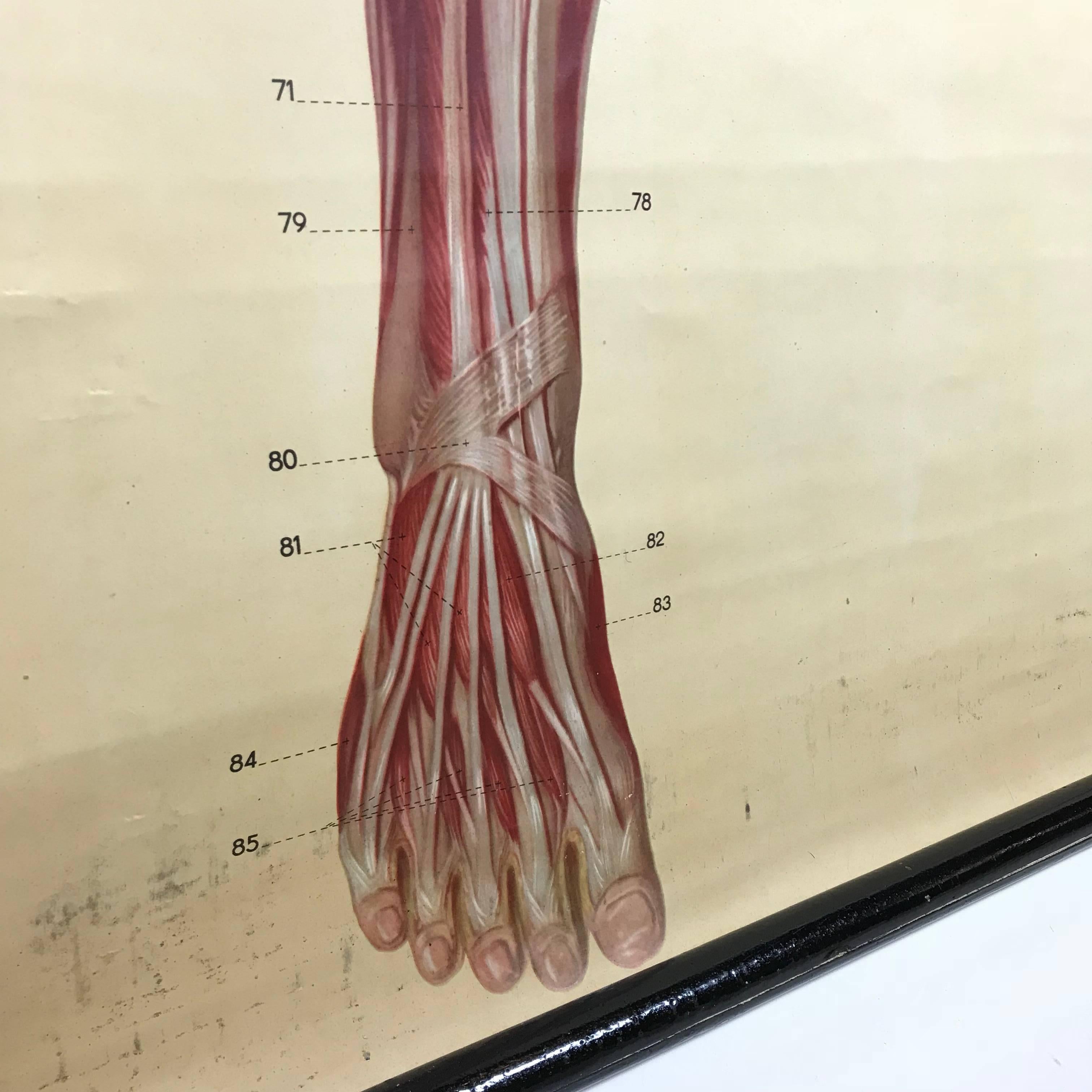 human anatomy muscle chart