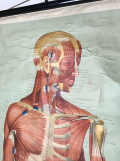 Anatomische menschliche Front-Muschelstrukturskarte im Vintage-Stil, 1961, Deutschland