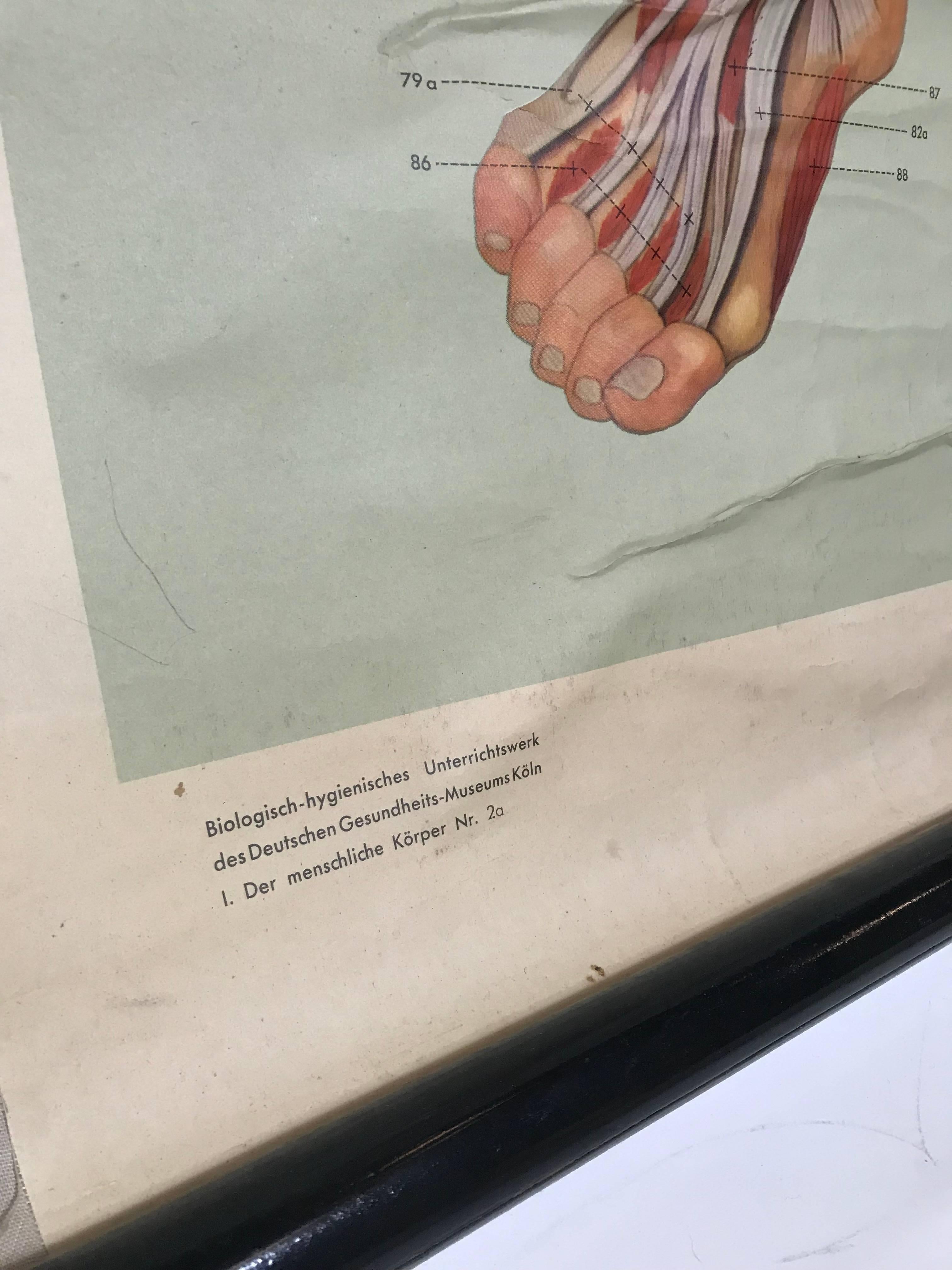 Laminé Tableau anatomique de la structure musculaire sur le devant humain, 1961, Allemagne en vente