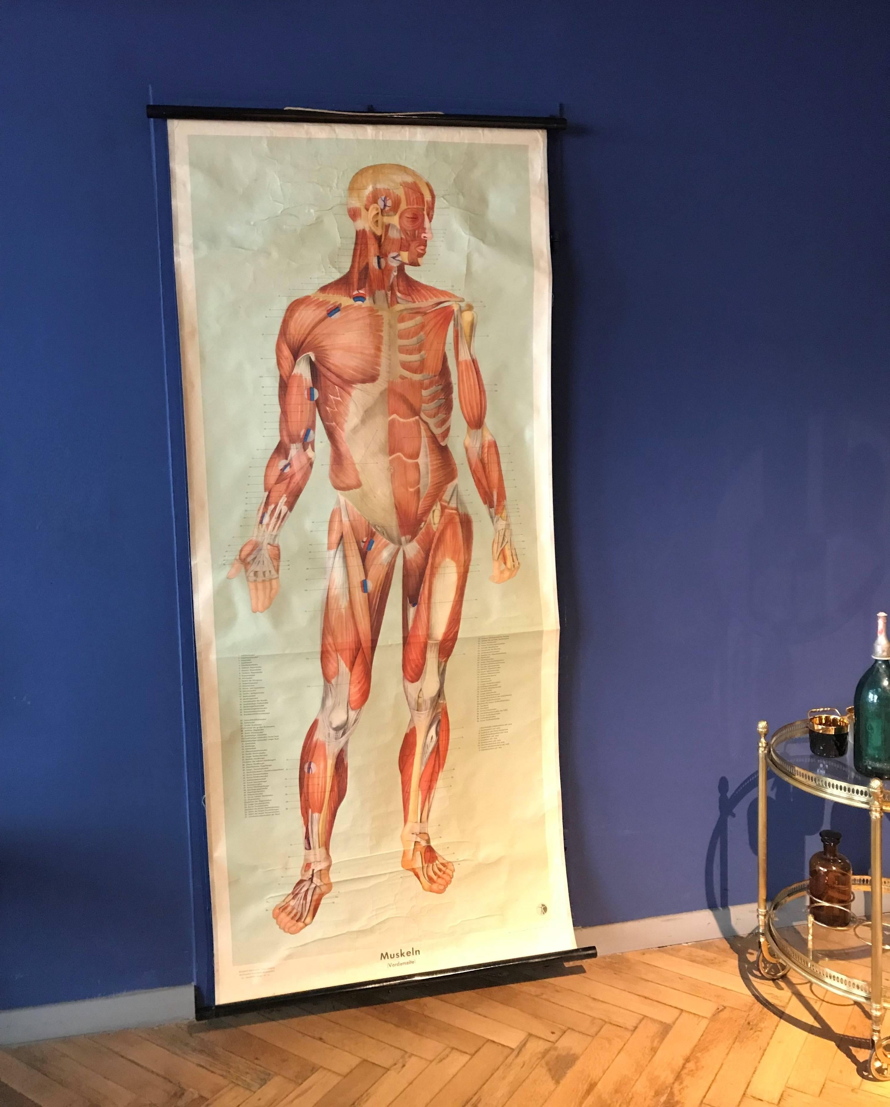 Laminated Vintage Anatomical Human Front Muscular Structure Chart, 1961, Germany For Sale