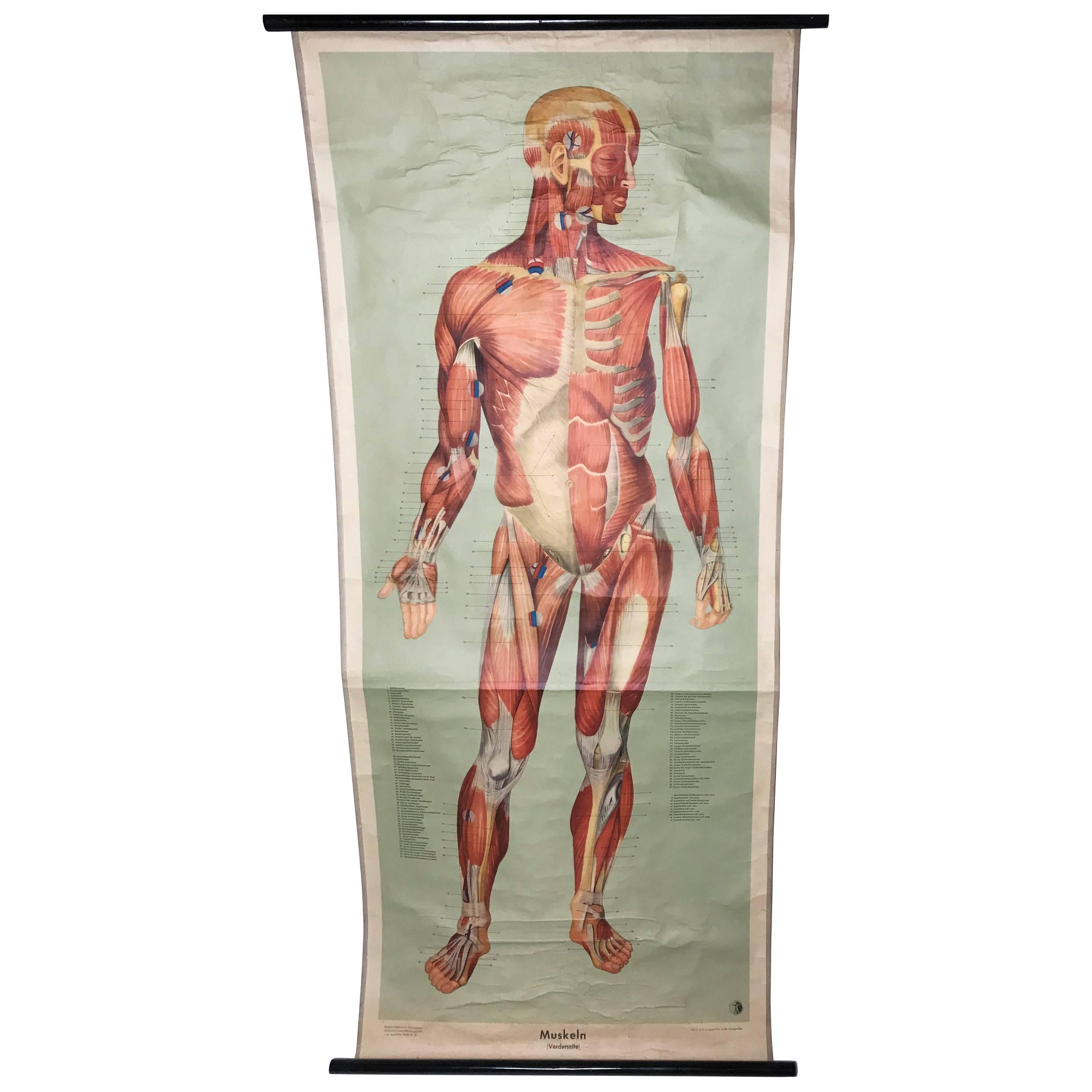 Grafico anatomico d'epoca della struttura muscolare anteriore umana, 1961, Germania