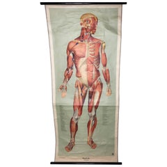 Vintage Anatomical Human Front Muscular Structure Chart, 1961, Germany