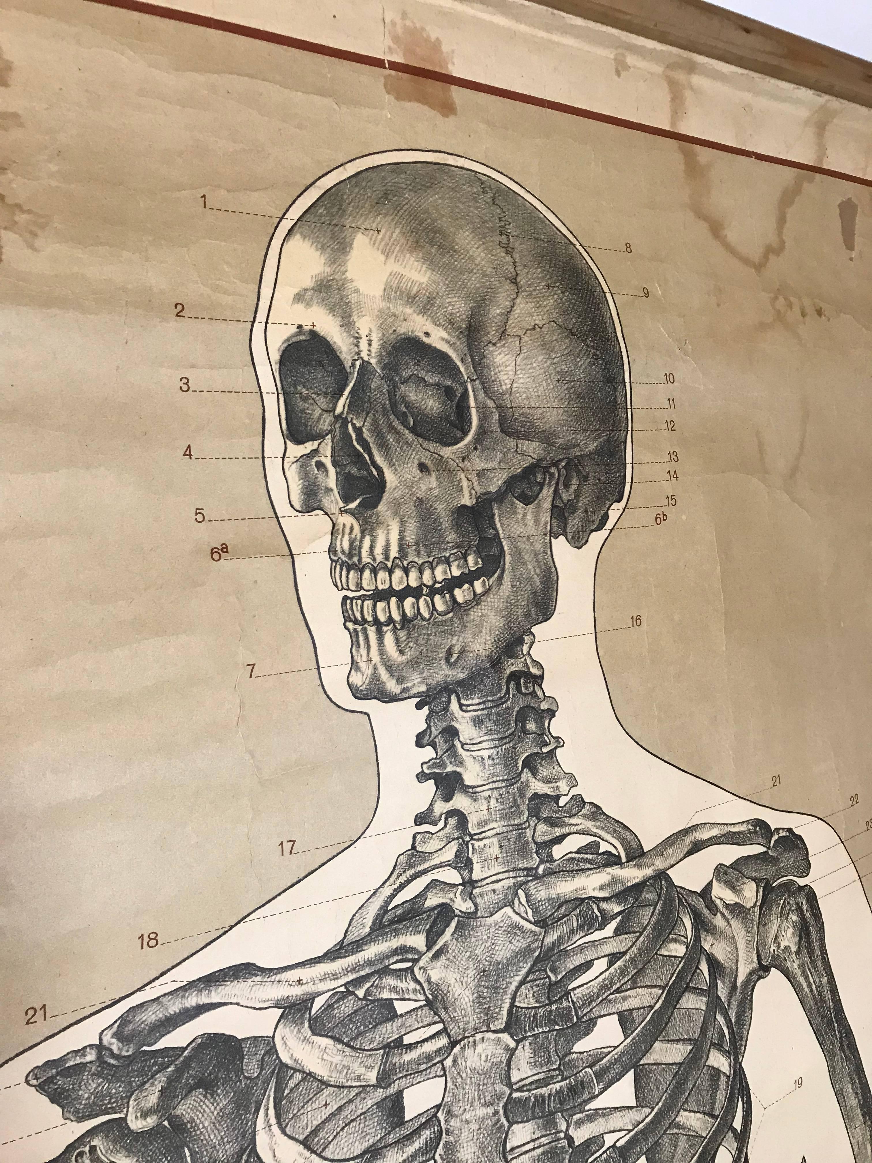 Vintage pull-down anatomical human chart, print of a painting for Original Deutsches Hygiene-Museum, Germany. The chart is part of the series: Biologisch-hygienisches Unterichtswerk des Deutschen Gesuntheits-Museum. The chart is printed on paper and