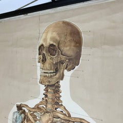 Vintage Anatomical Human Front Skeleton Structure Chart, 1961, Germany