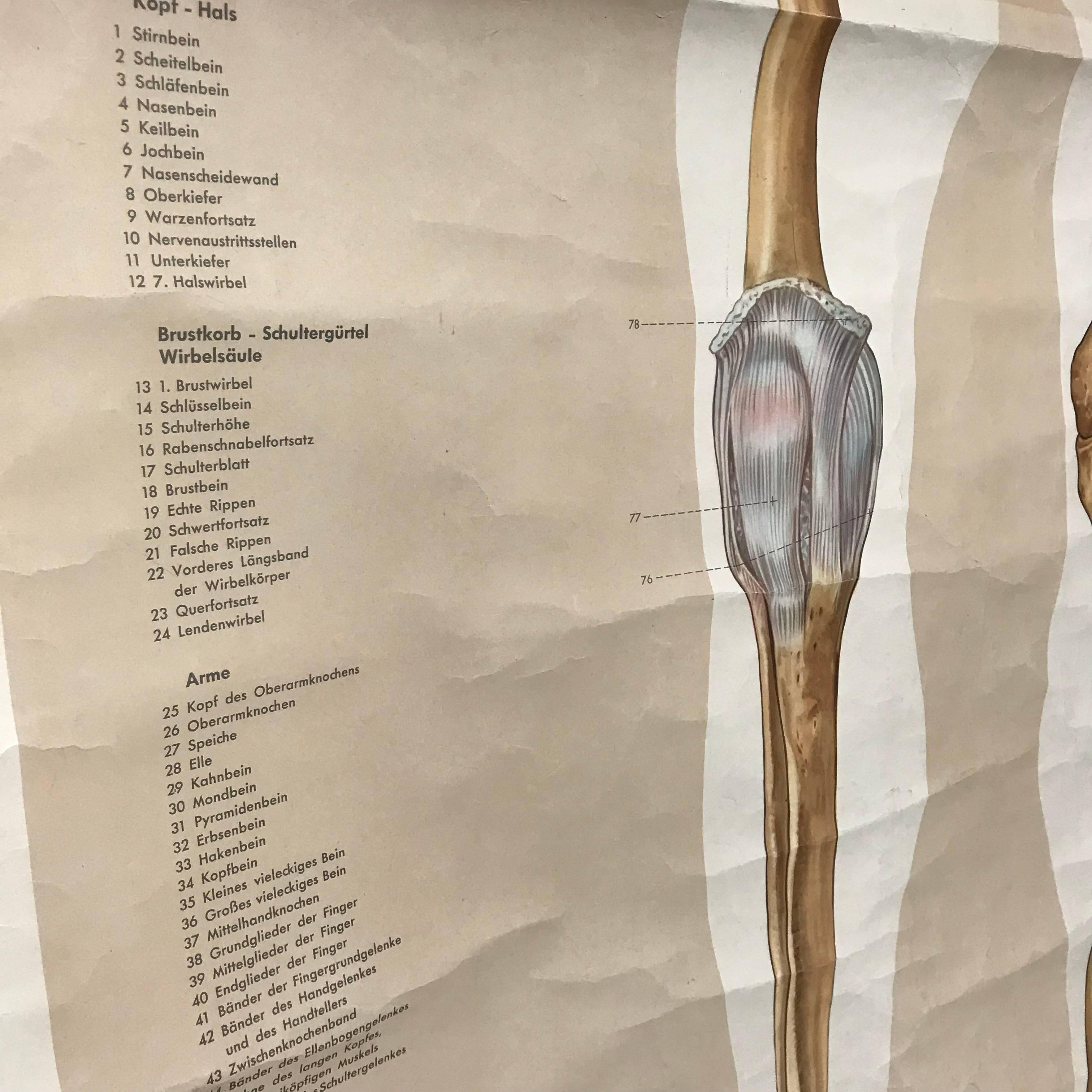 life size human anatomy poster