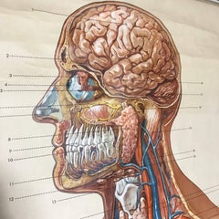 Vintage Anatomical Human Internal Organs Structure Chart, 1951, Germany