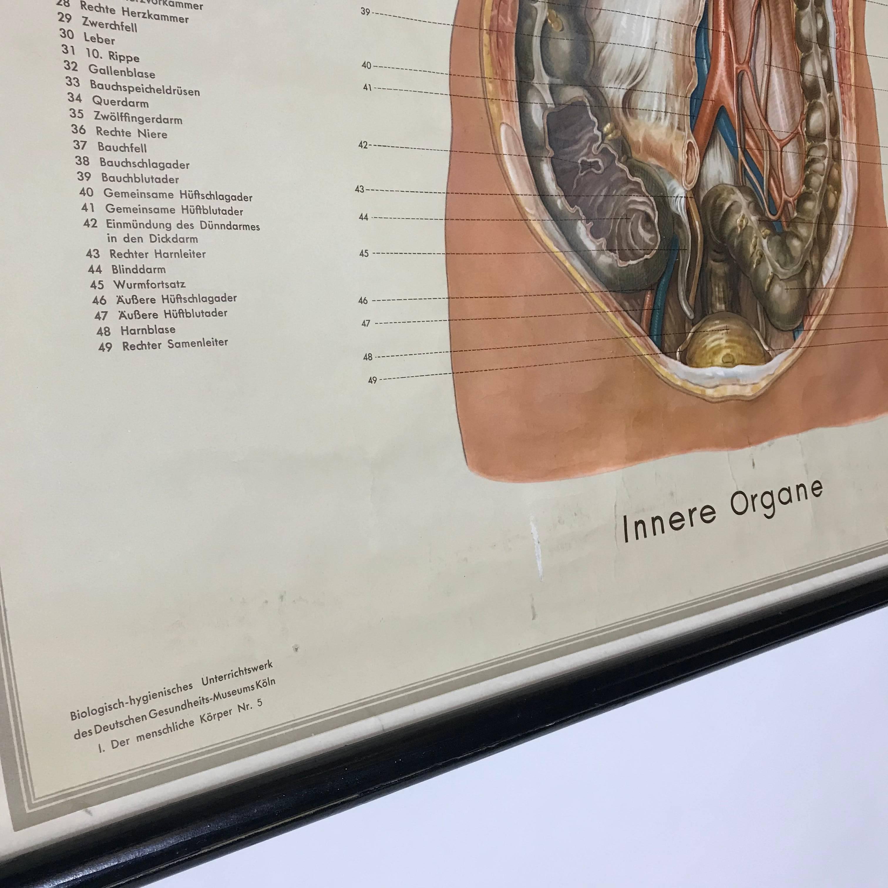 Anatomische menschliche innere Organe Strukturkarte Vintage, 1951, Deutschland im Zustand „Gut“ im Angebot in Biebergemund, Hessen