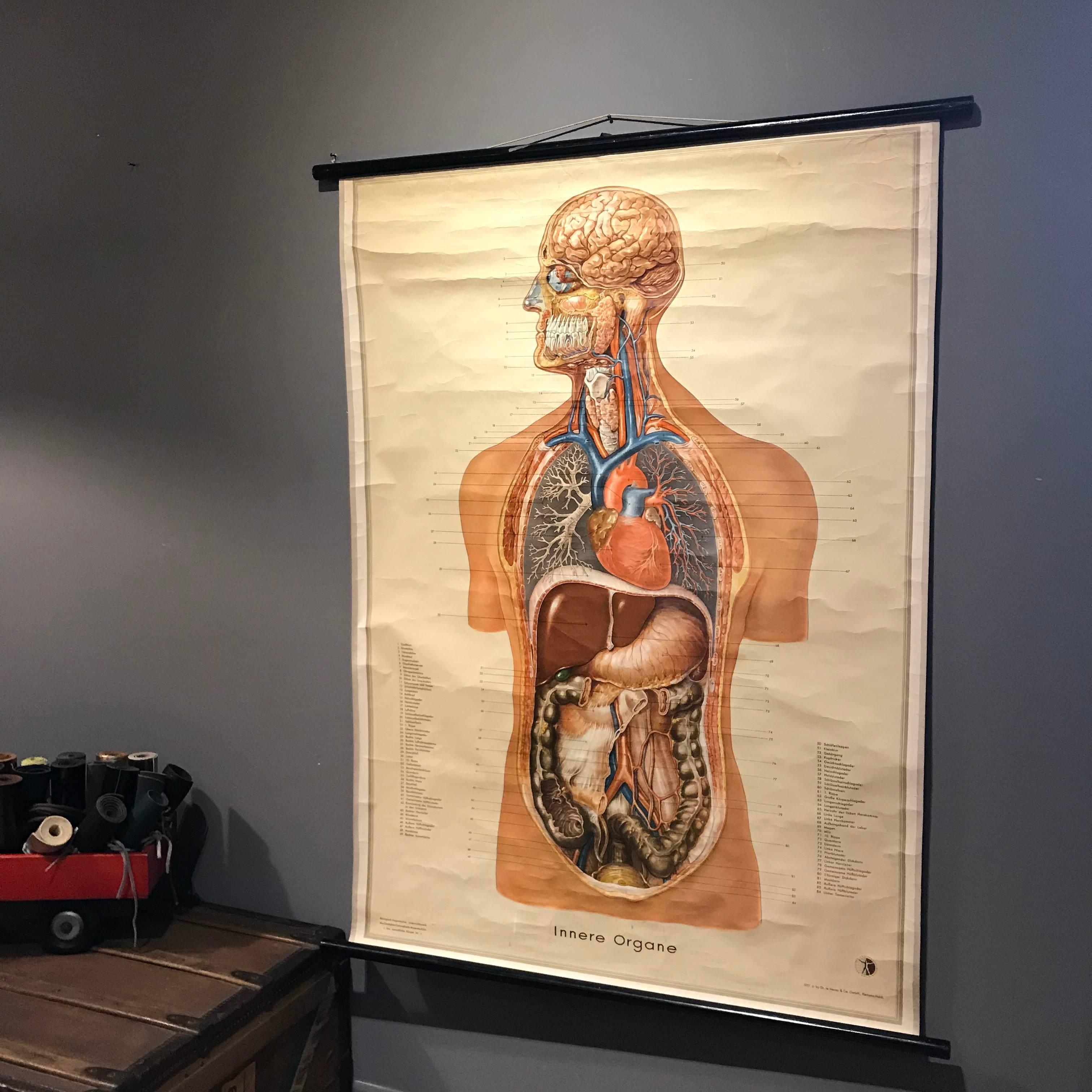 Laminated Vintage Anatomical Human Internal Organs Structure Chart, 1951, Germany For Sale