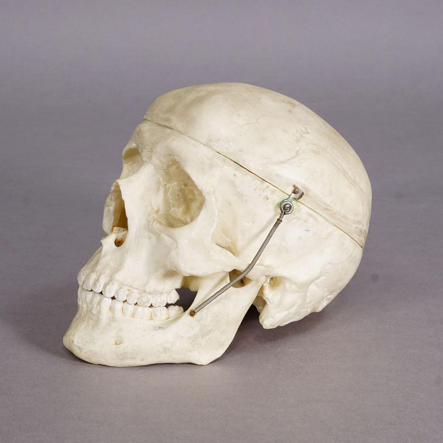 Vintage Anatomisches menschliches Schädelmodell, 1950er Jahre

Dieses fein detaillierte anatomische Schädelmodell ist ein altes Lehrstück, das wahrscheinlich in medizinischen oder anatomischen Studien verwendet wurde. Der Schädel ist aus