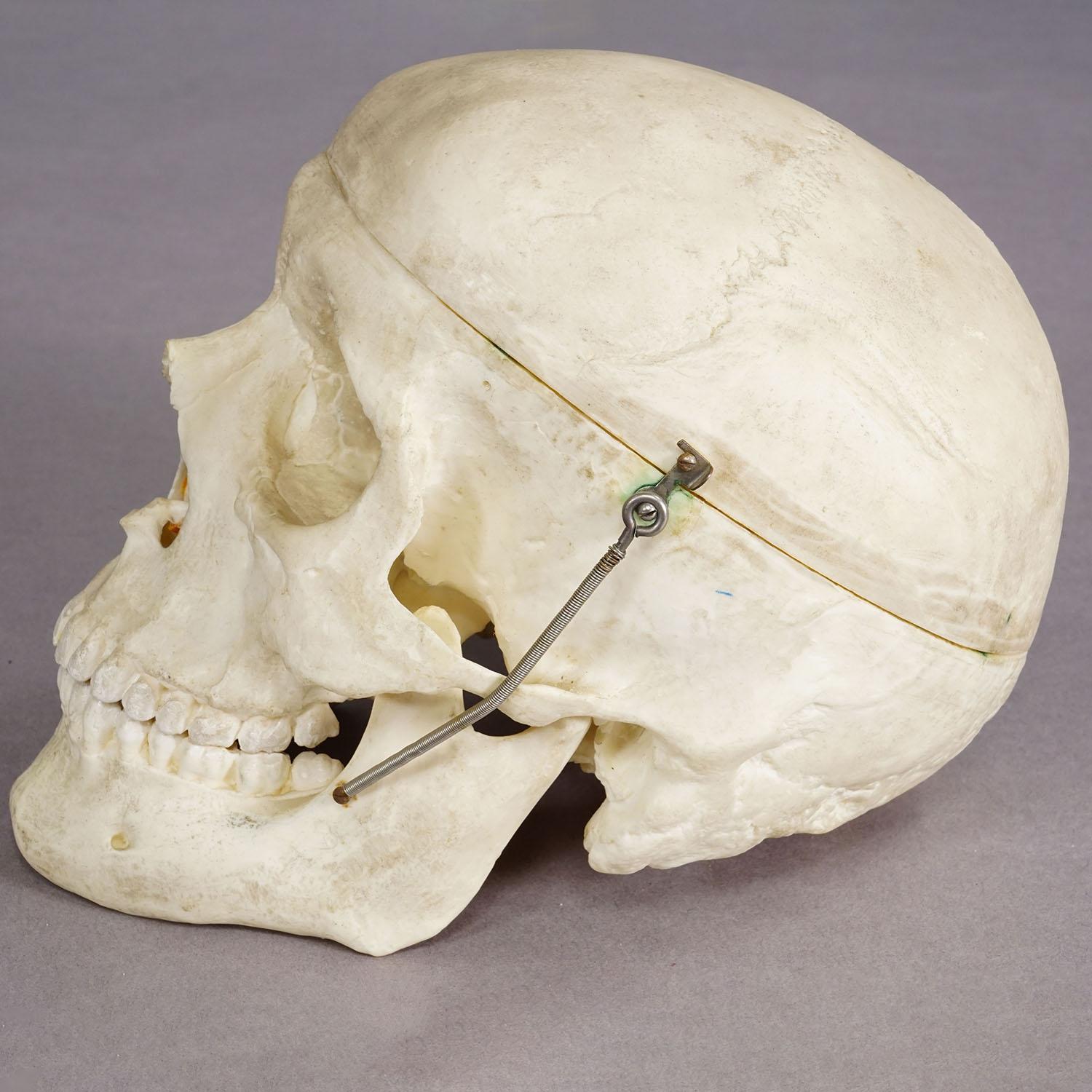 Vintage Anatomisches menschliches Schädelmodell, 1950er Jahre (Sonstiges) im Angebot