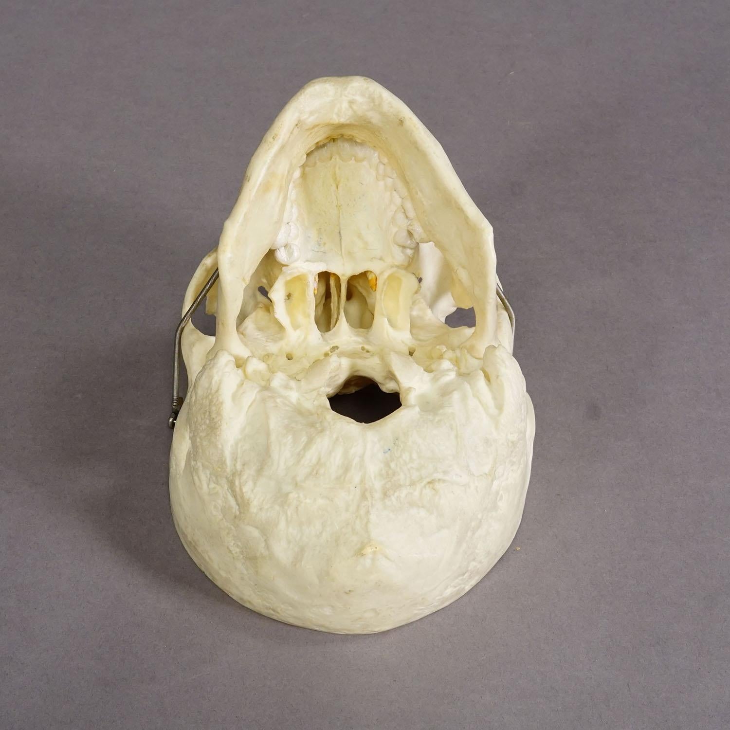 Vintage Anatomisches menschliches Schädelmodell, 1950er Jahre im Zustand „Gut“ im Angebot in Berghuelen, DE