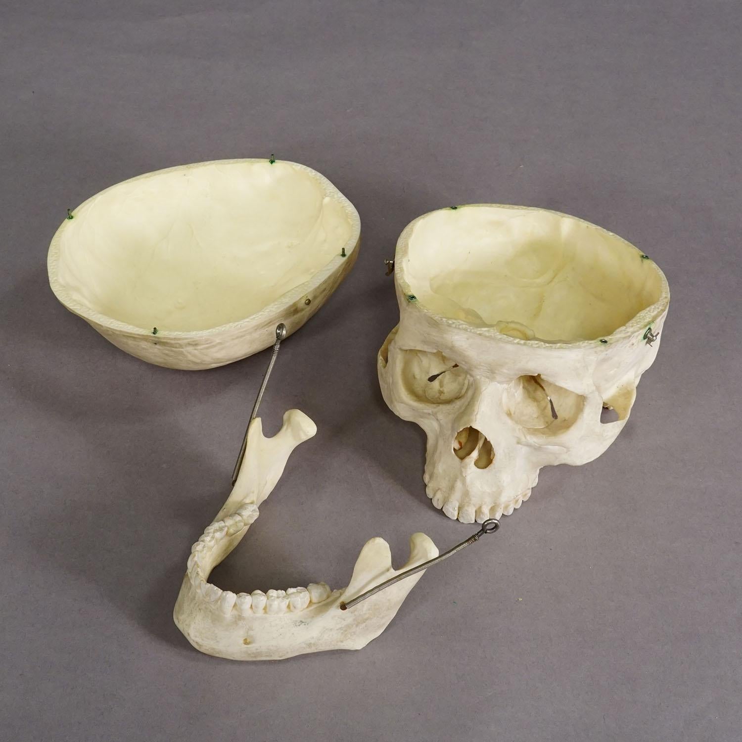 Vintage Anatomisches menschliches Schädelmodell, 1950er Jahre (Sonstiges) im Angebot